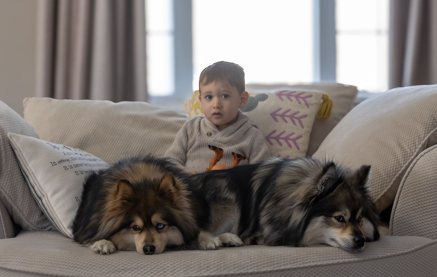 Pomsky dogs with human brother