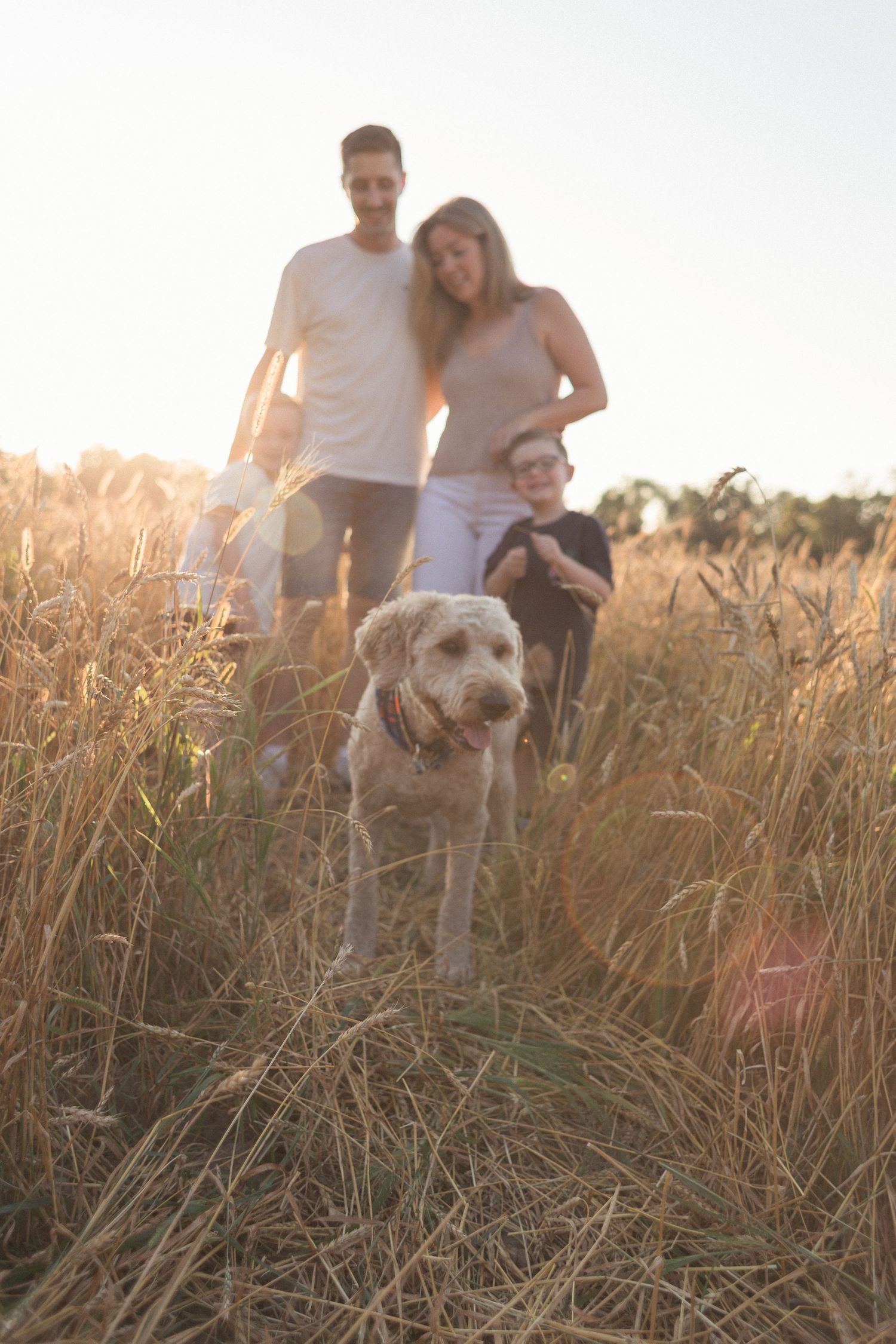 Un chien entouré de sa famille dans un champ de blé.