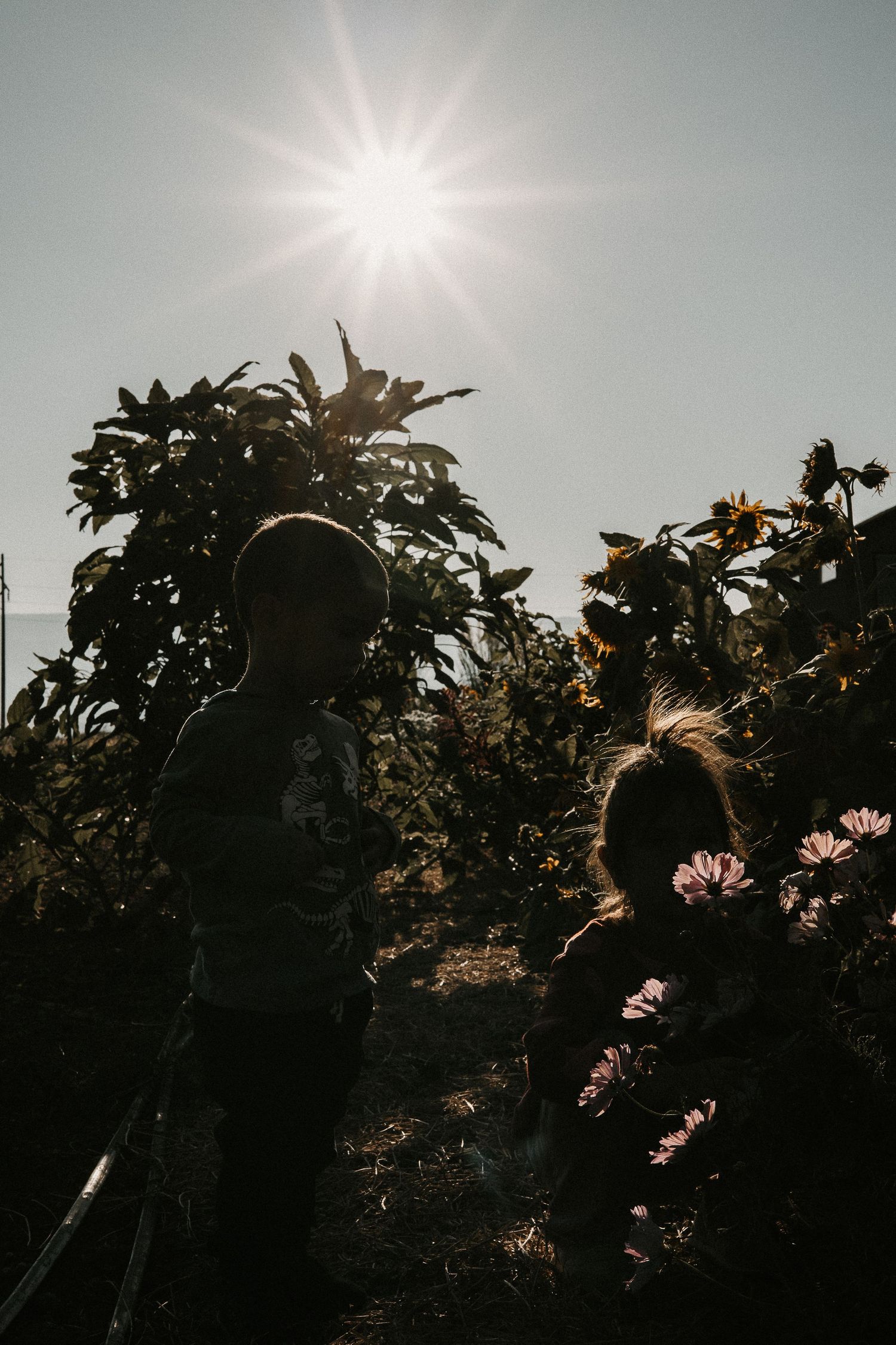 A group of people wearing orange shirts pick fruit in a lush green orchard with mountains visible in the background.