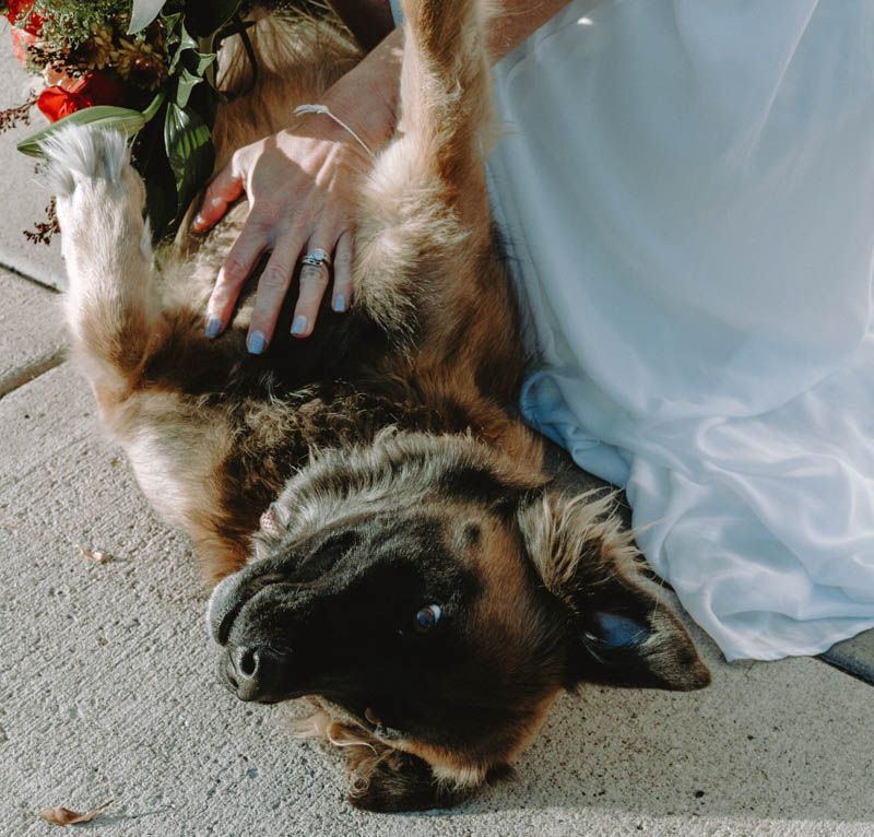 A happy dog rolls on its back next to someone in a flowing white dress.