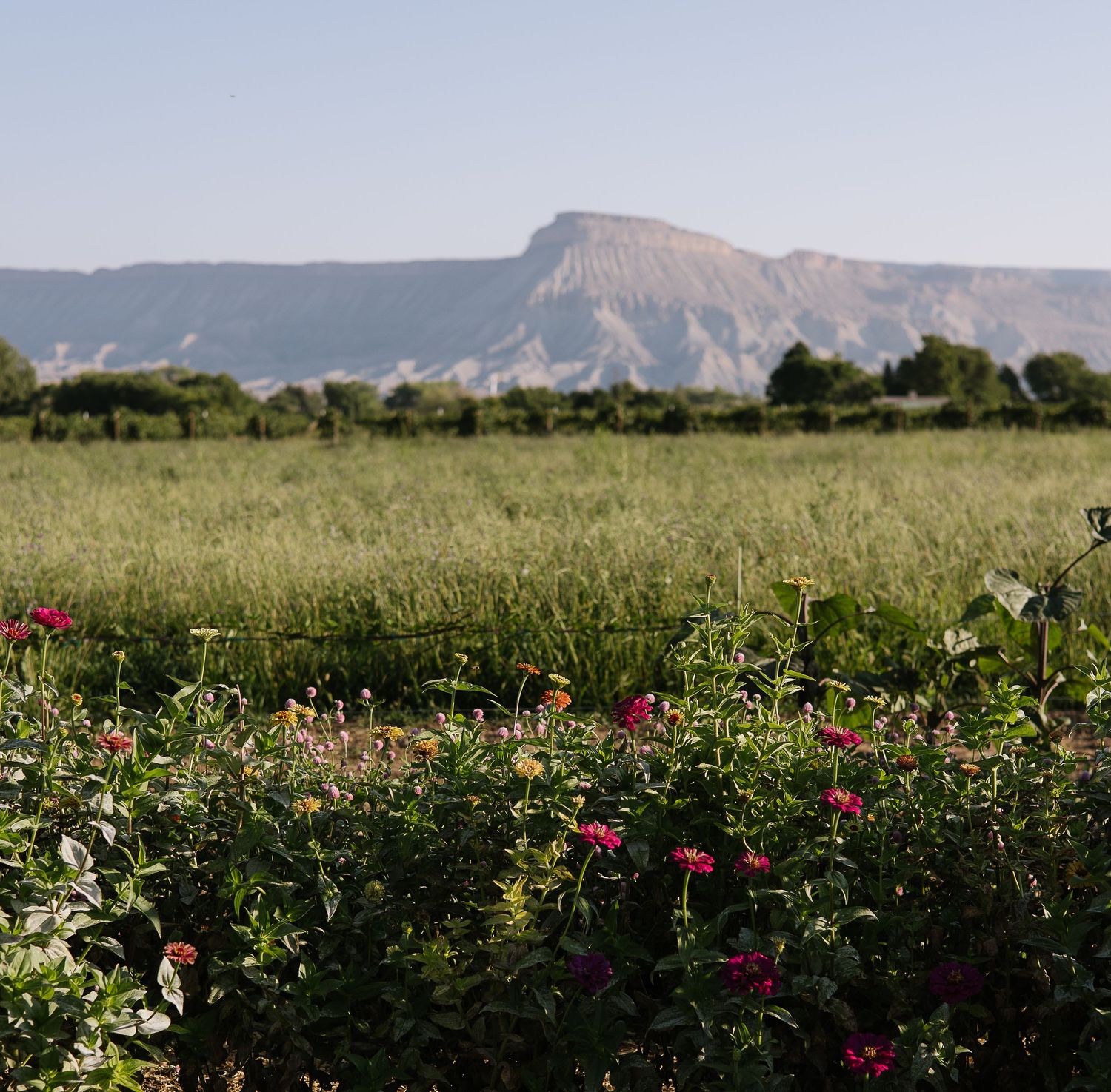 Pink wildflowers bloom in a meadow with a majestic mountain peak rising in the background under clear skies.
