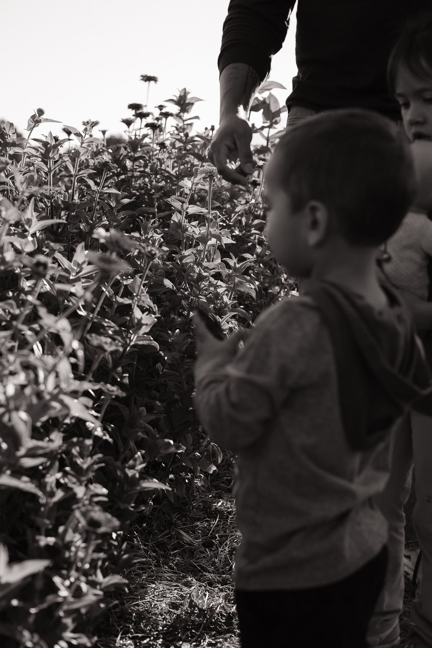 A black and white photo of people picking berries or fruit from bushes in a field.