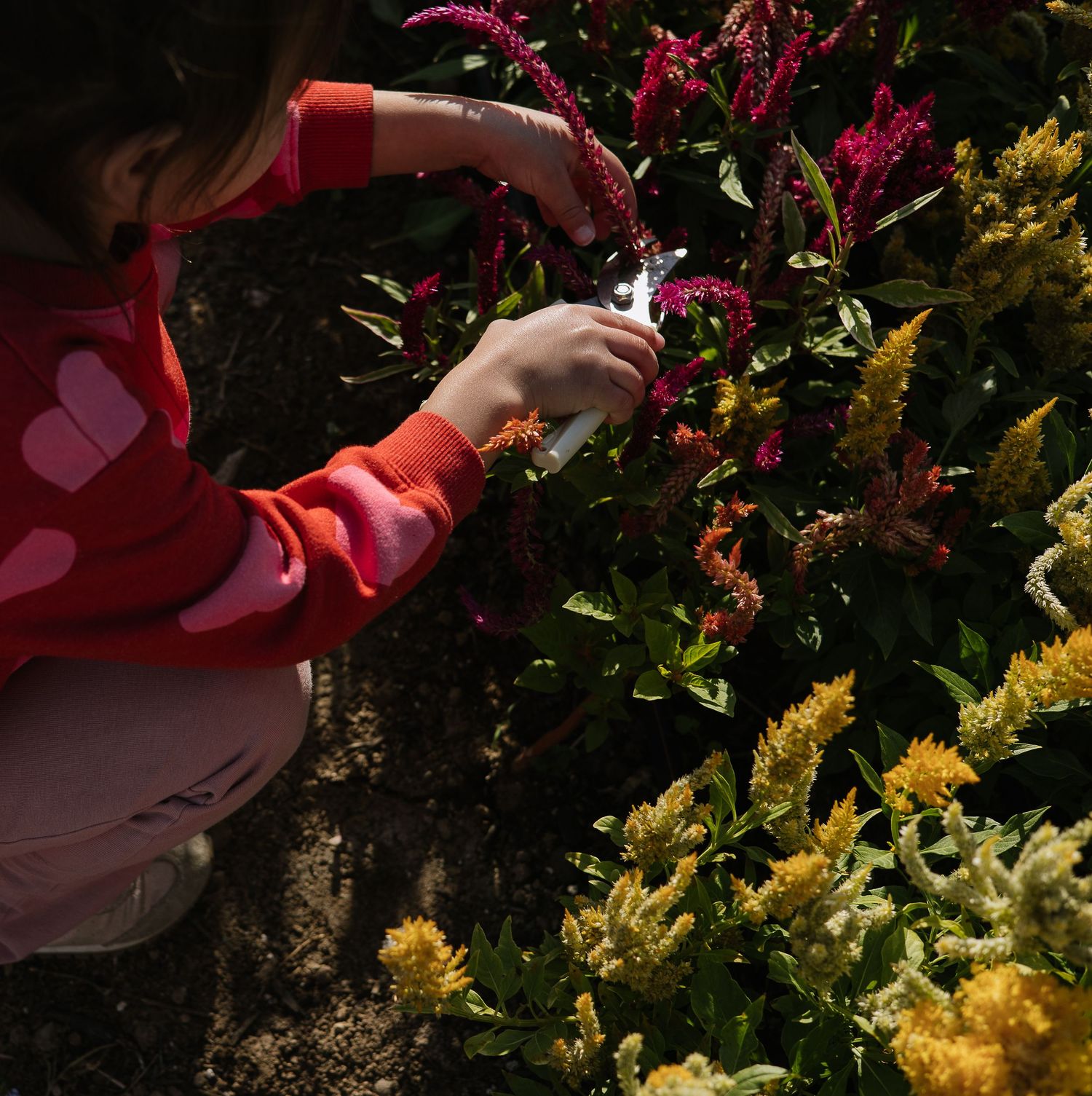 Close-up of hands planting yellow and pink flowers in a garden bed during springtime gardening.