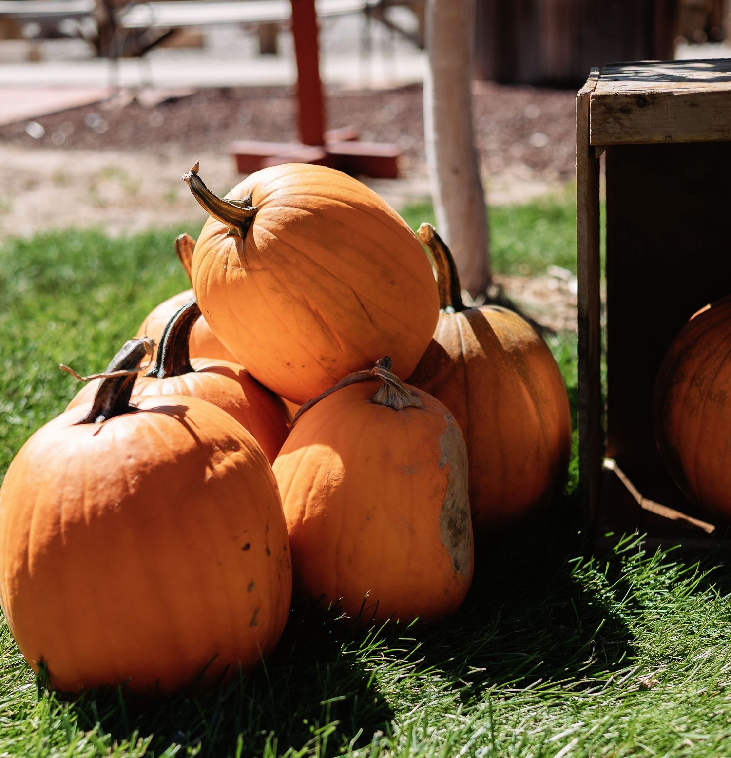 Large orange pumpkins scattered across a grassy field at a pumpkin patch on a sunny autumn day.