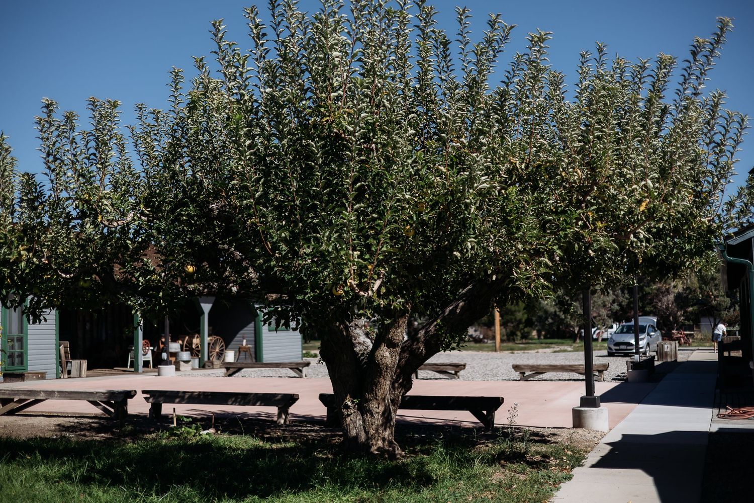 Rows of apple trees growing in a commercial orchard with blue sky visible through the branches.