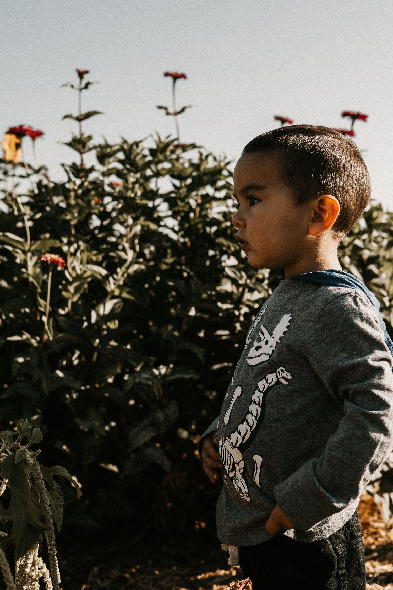 A child in a gray hoodie stands in front of flowering bushes during golden hour sunlight.