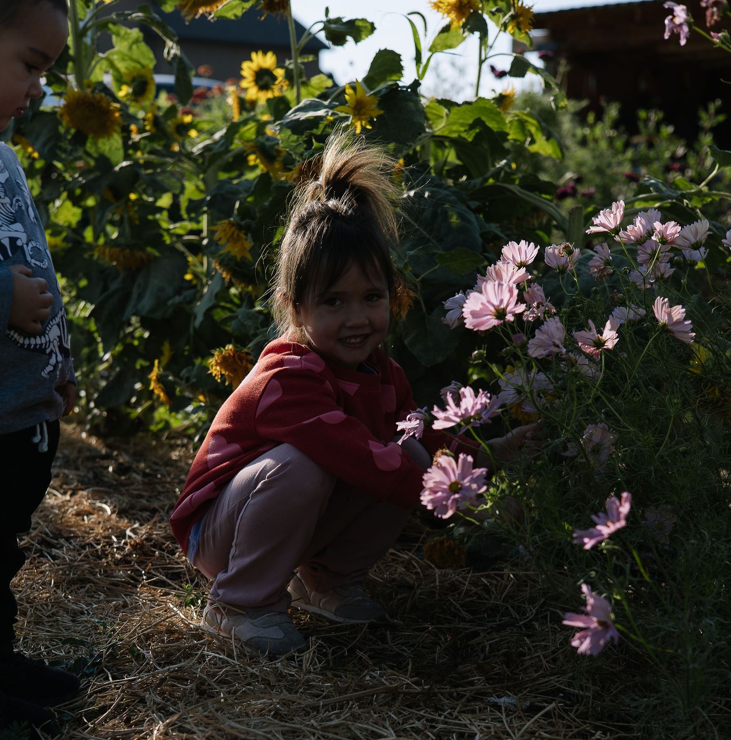 A sequence of garden photos showing someone crouching among pink cosmos flowers and greenery in dappled sunlight.