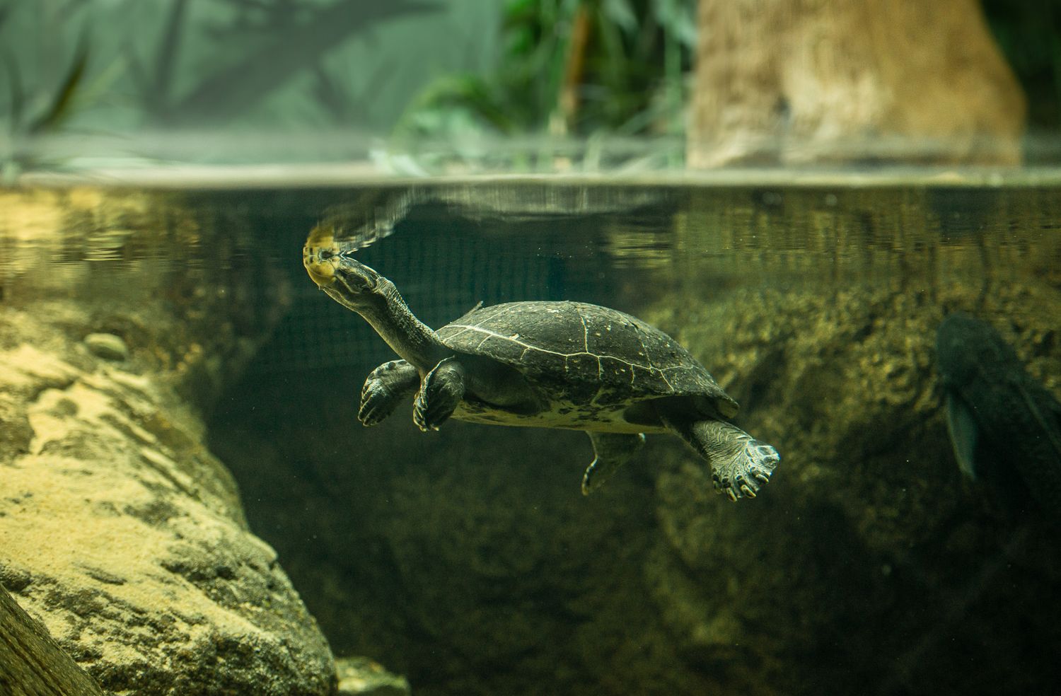 Underwater view of turtles swimming in dark aquarium tank.