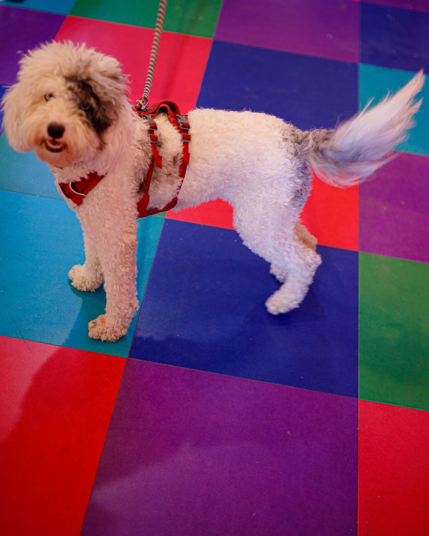 A fluffy white and brown dog wearing a red harness stands on a colorful checkered floor.