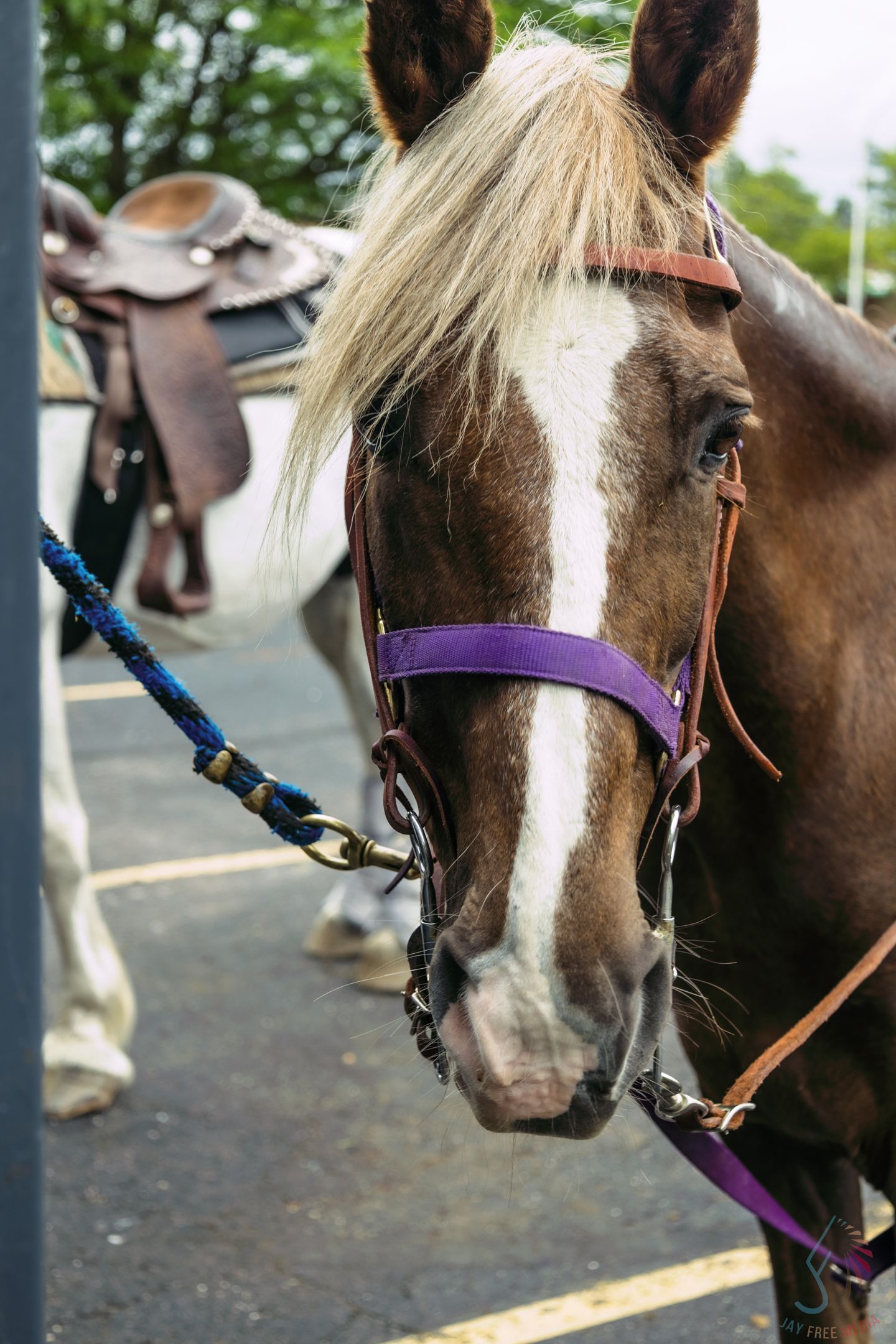 Close-up of a chestnut horse with a white blaze wearing a purple halter and leather bridle, saddled and tied outdoors.
