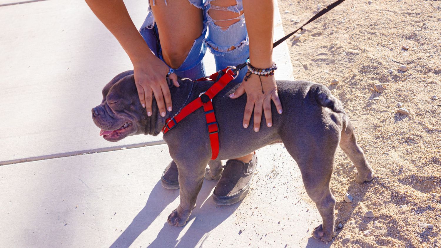 Person pets gray pitbull puppy wearing red harness on sandy ground outdoors.