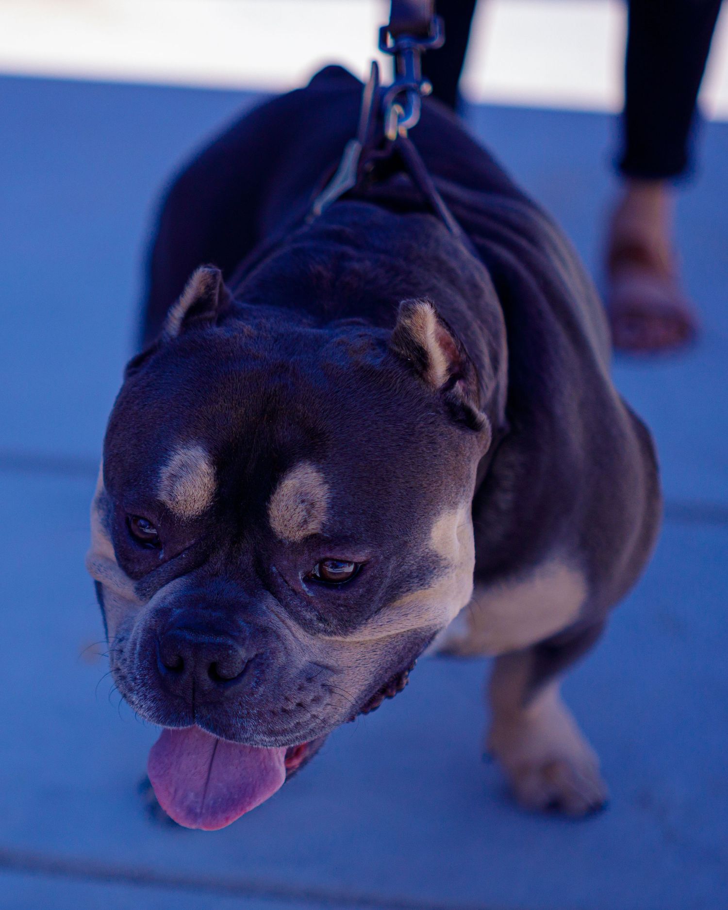 A muscular dark-colored American Bully dog with tongue out walks on a leash on a blue surface.