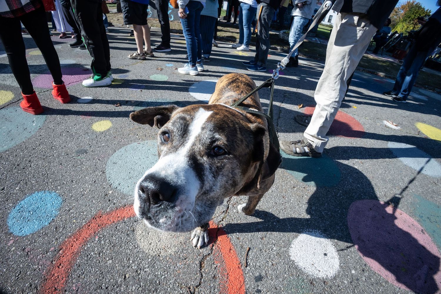 A brindle boxer dog on a leash stands on colorful chalk-painted pavement surrounded by people at an outdoor event.