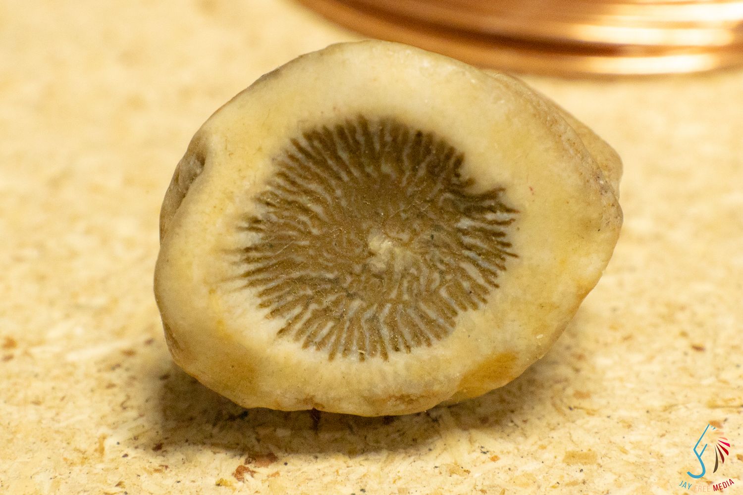 Cross-section of a fossil coral specimen showing detailed radial pattern on sandy surface.