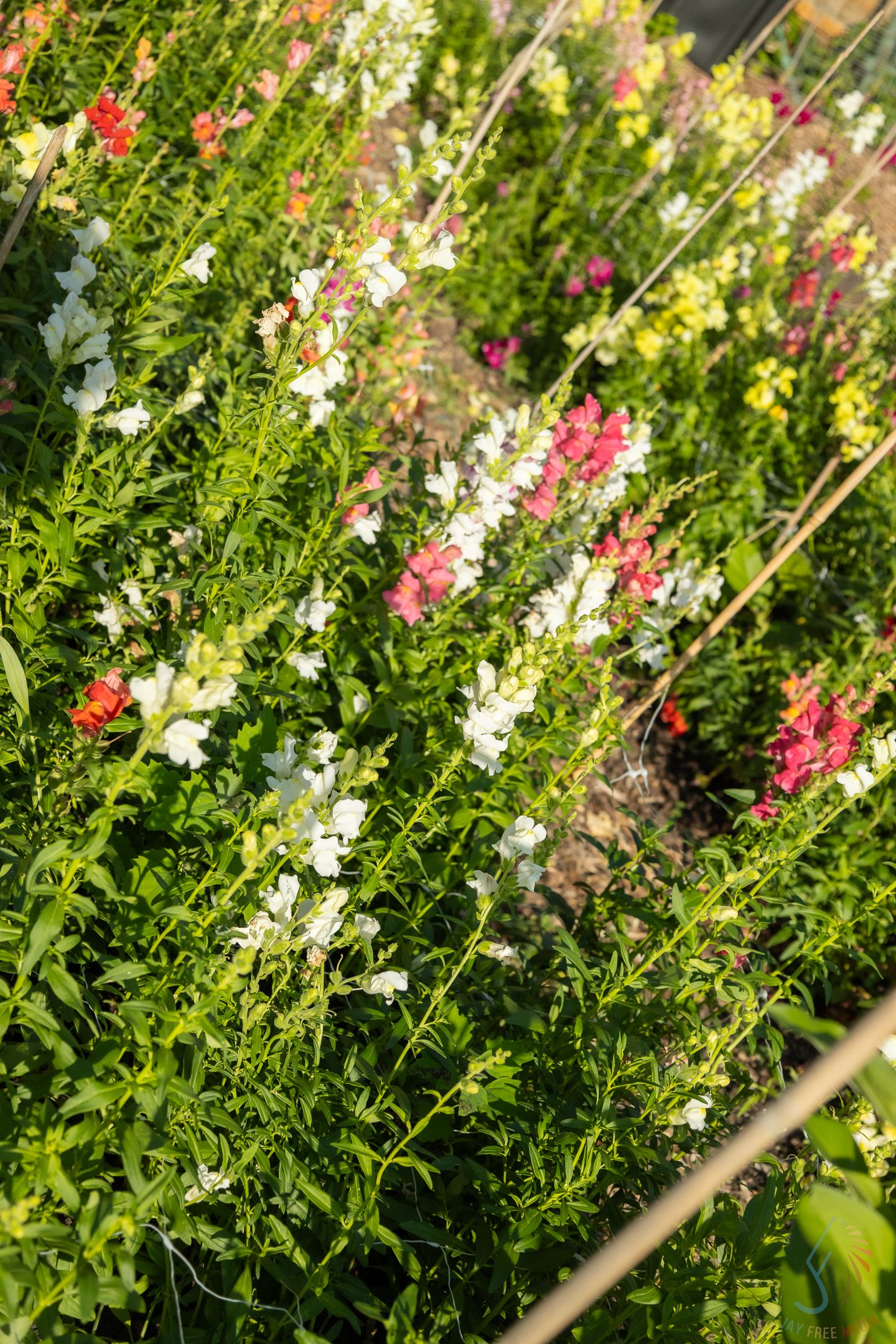 Colorful snapdragon flowers blooming in a garden with white, pink, and red blossoms.
