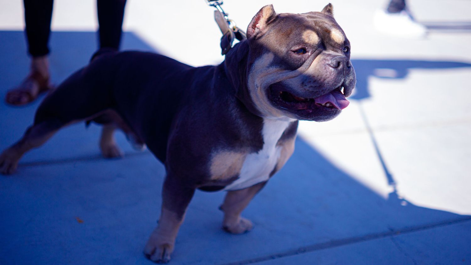 A muscular tri-color American Bully dog on a leash standing outdoors in sunlight.