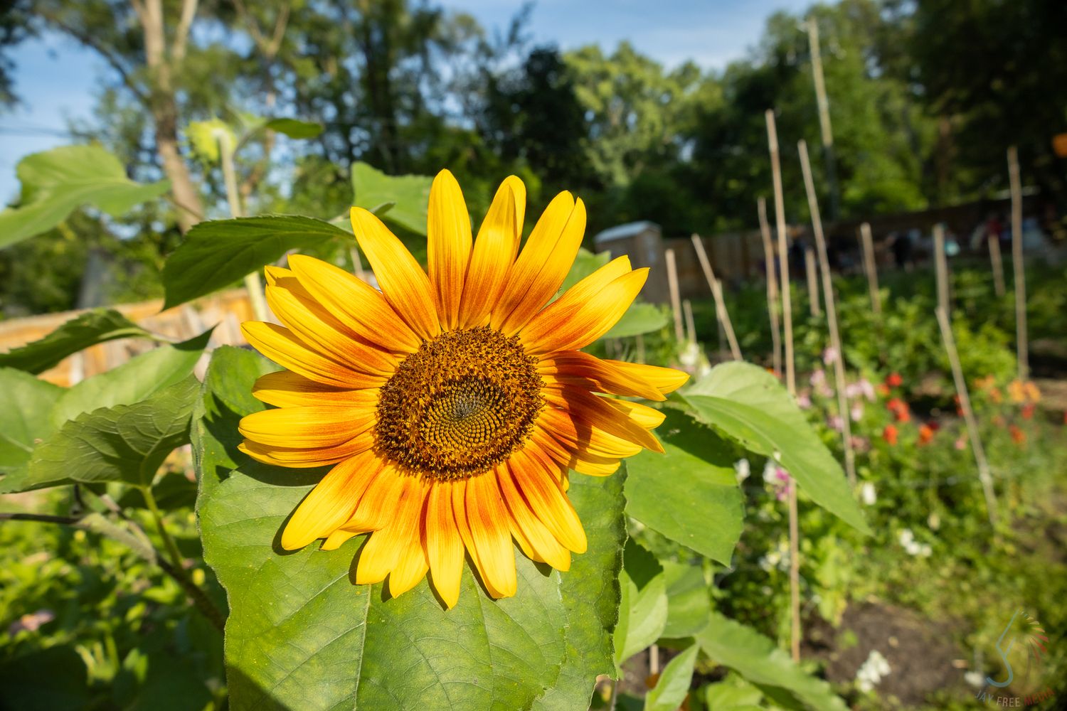 A vibrant yellow sunflower blooms in a lush community garden on a bright sunny day.