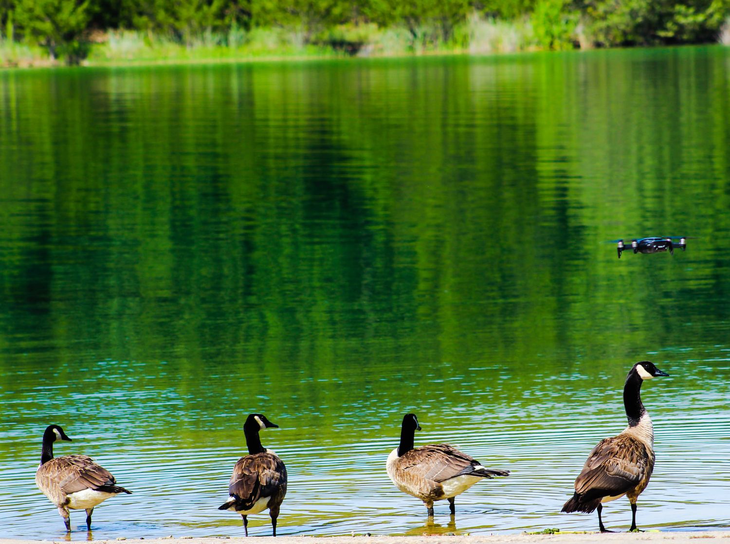 Four Canadian geese standing in line at the edge of a green lake.