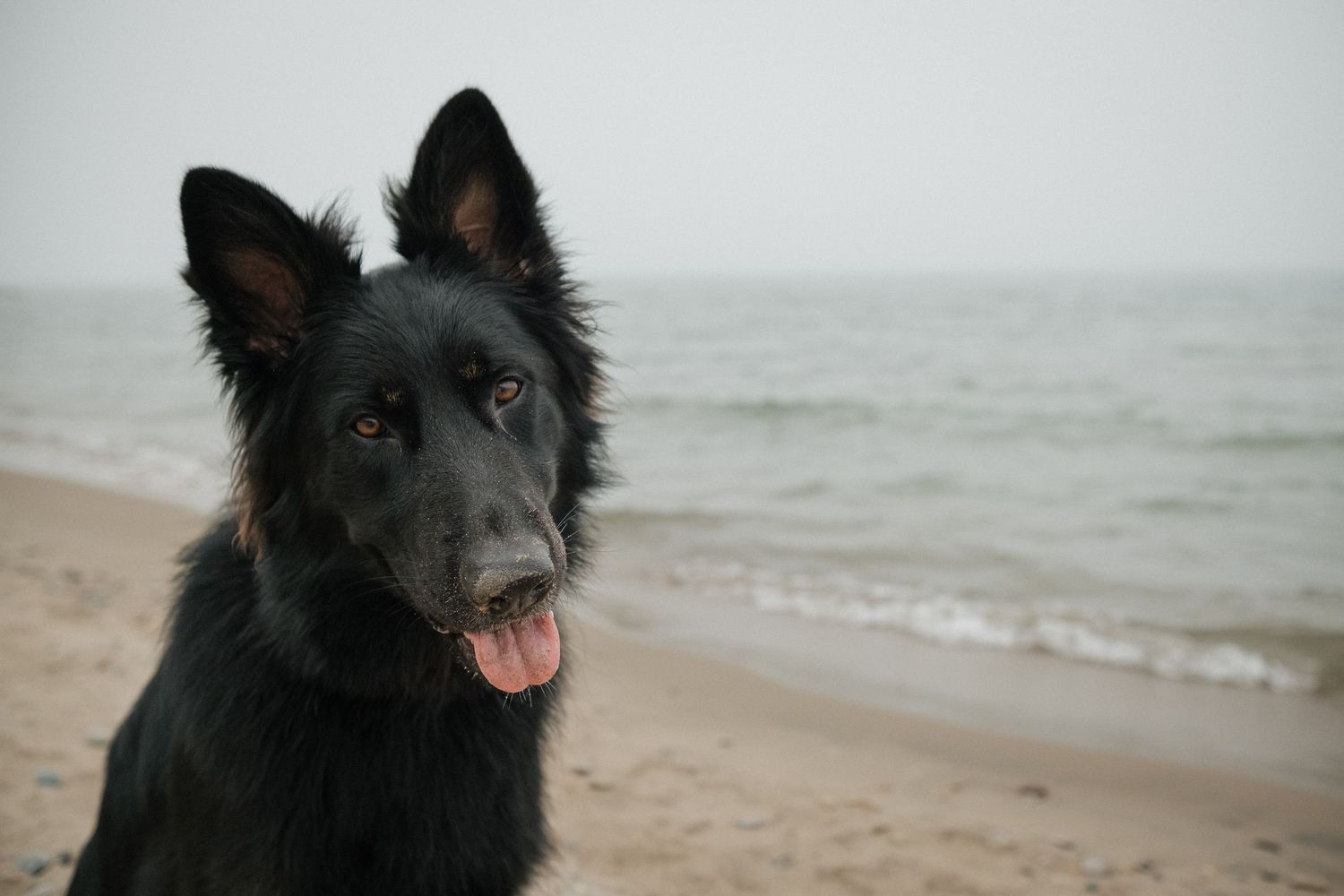Black German Shepherd dog sitting on sandy beach with ocean waves in background on overcast day.