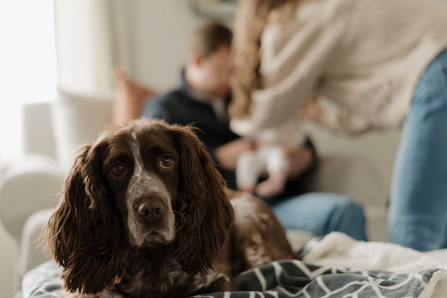 A brown Cocker Spaniel dog sits on a couch in the foreground while a couple holds a newborn baby in the background.