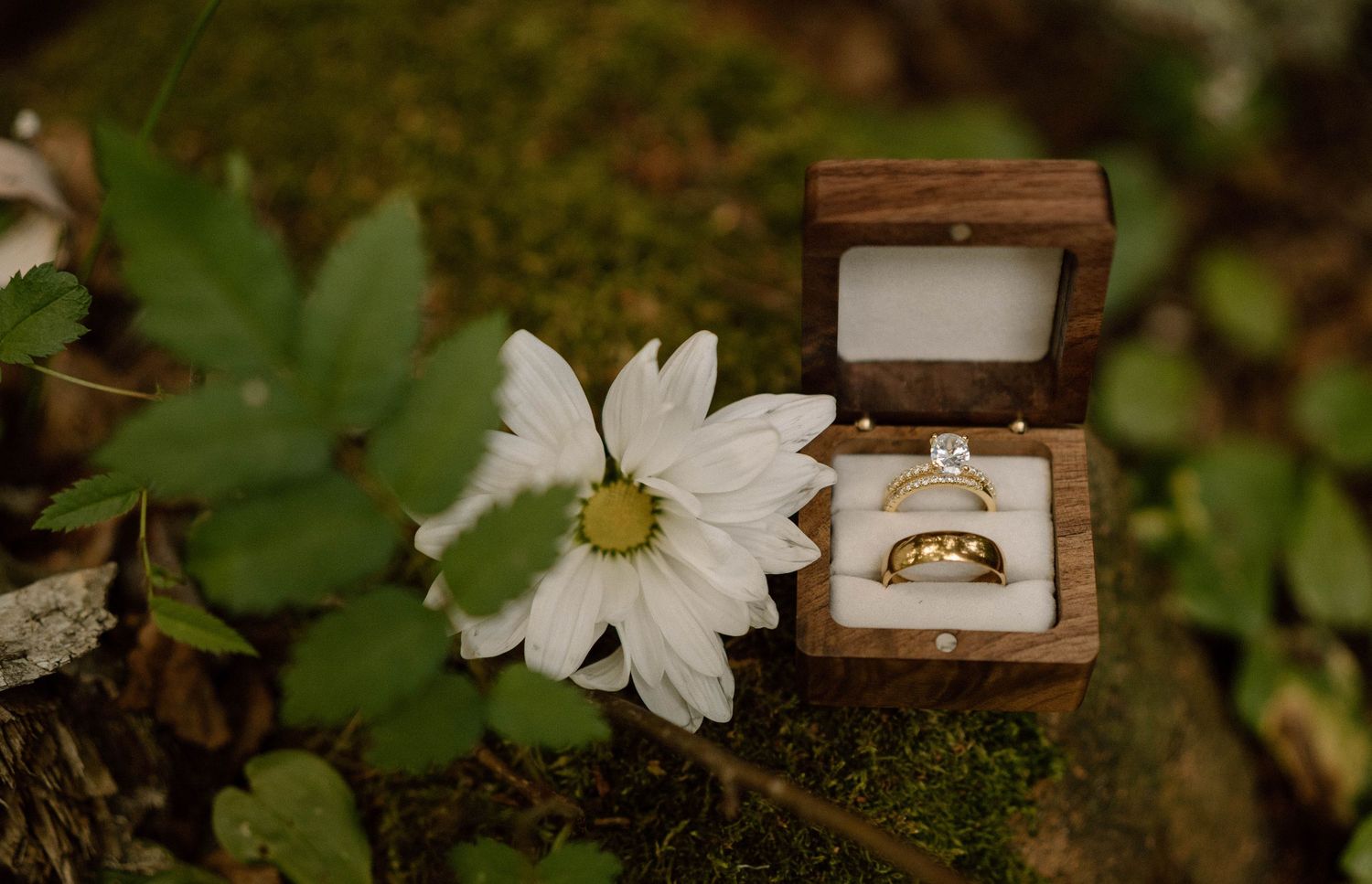 Gold wedding bands and diamond engagement ring displayed in wooden box beside white daisy flower on mossy surface.