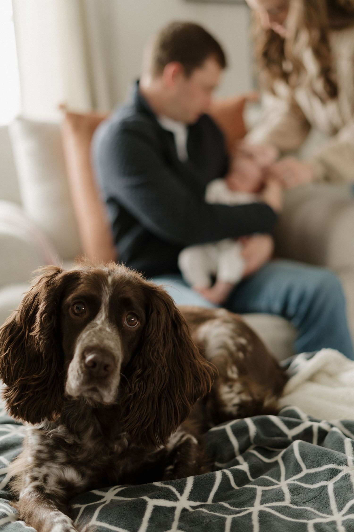 A brown Springer Spaniel rests on a blanket while a couple with a newborn baby sits softly blurred in the background.