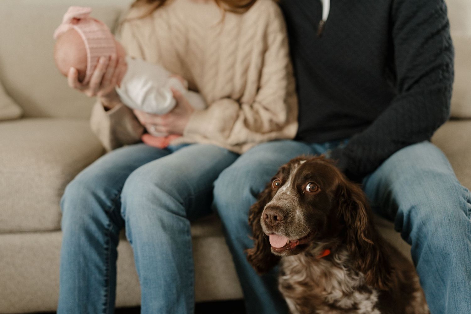 A couple sits on a couch holding a baby while a brown and white Springer Spaniel dog sits beside them.