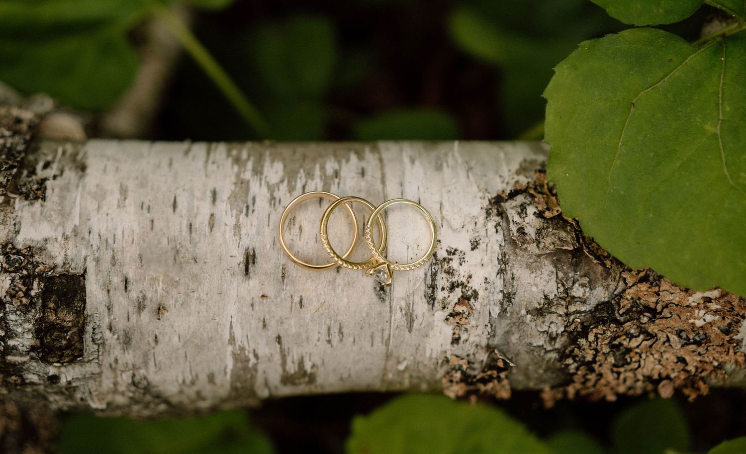 Two gold wedding rings resting on a birch tree branch surrounded by green leaves outdoors.