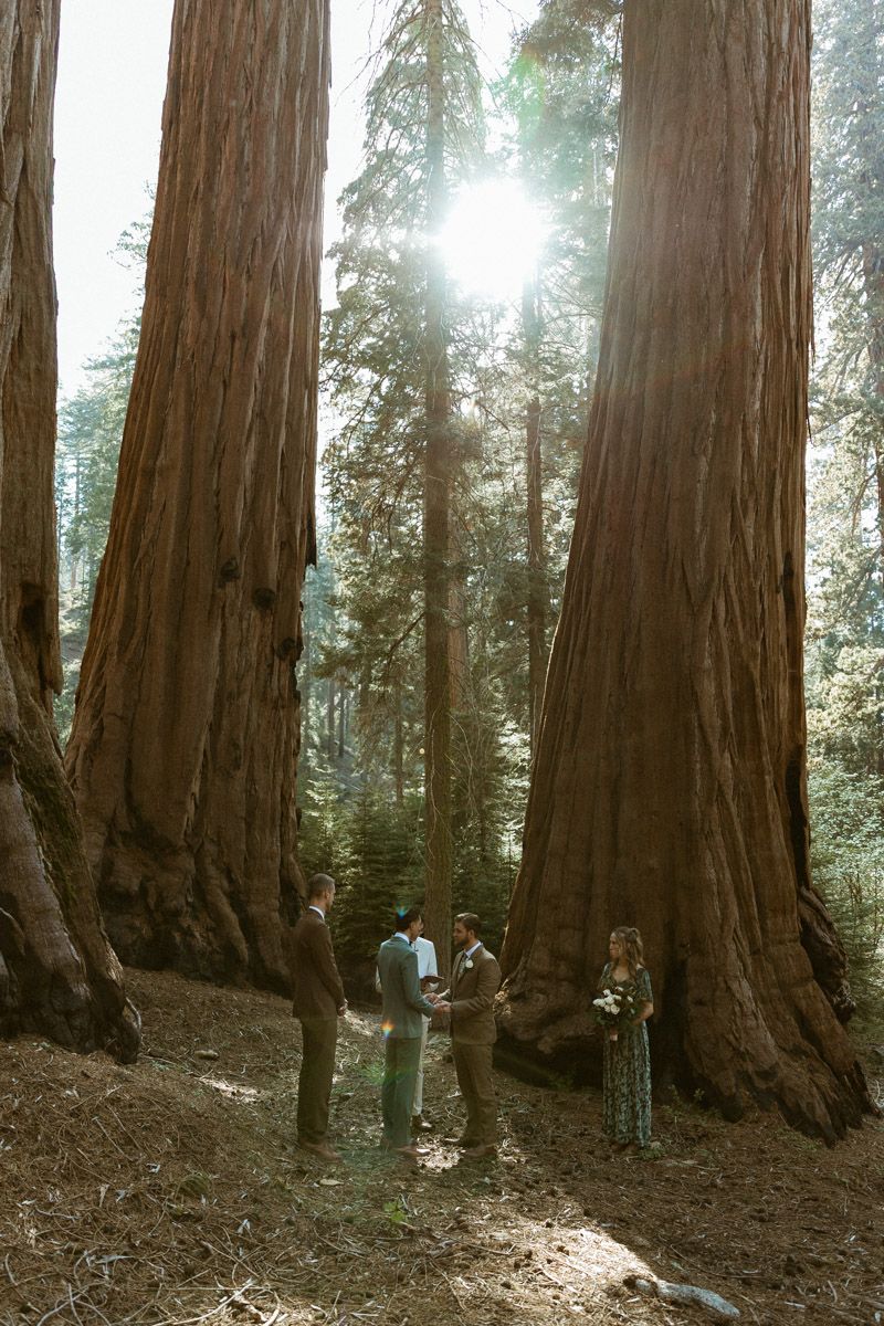 Small group gathered between massive sequoia trees in a sunlit forest.