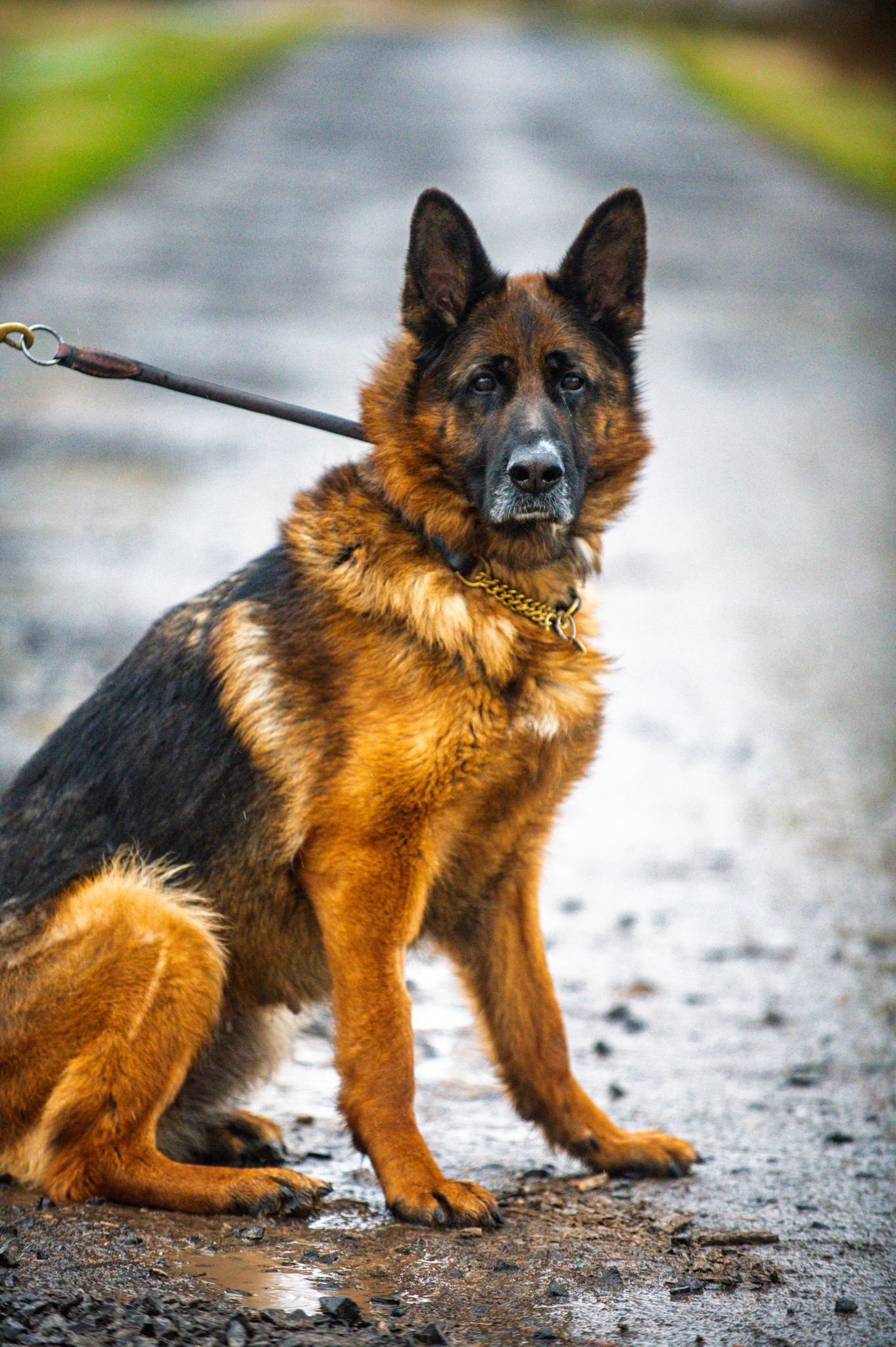 German Shepherd on a leash standing on a wet path with rich tan and black coat.
