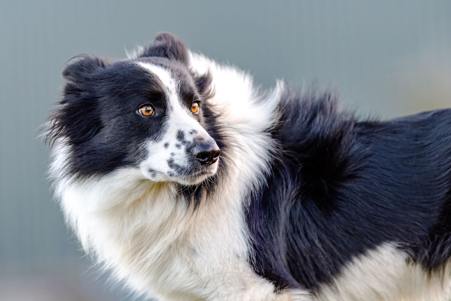 Black and white Border Collie dog shown in profile views against blue sky.