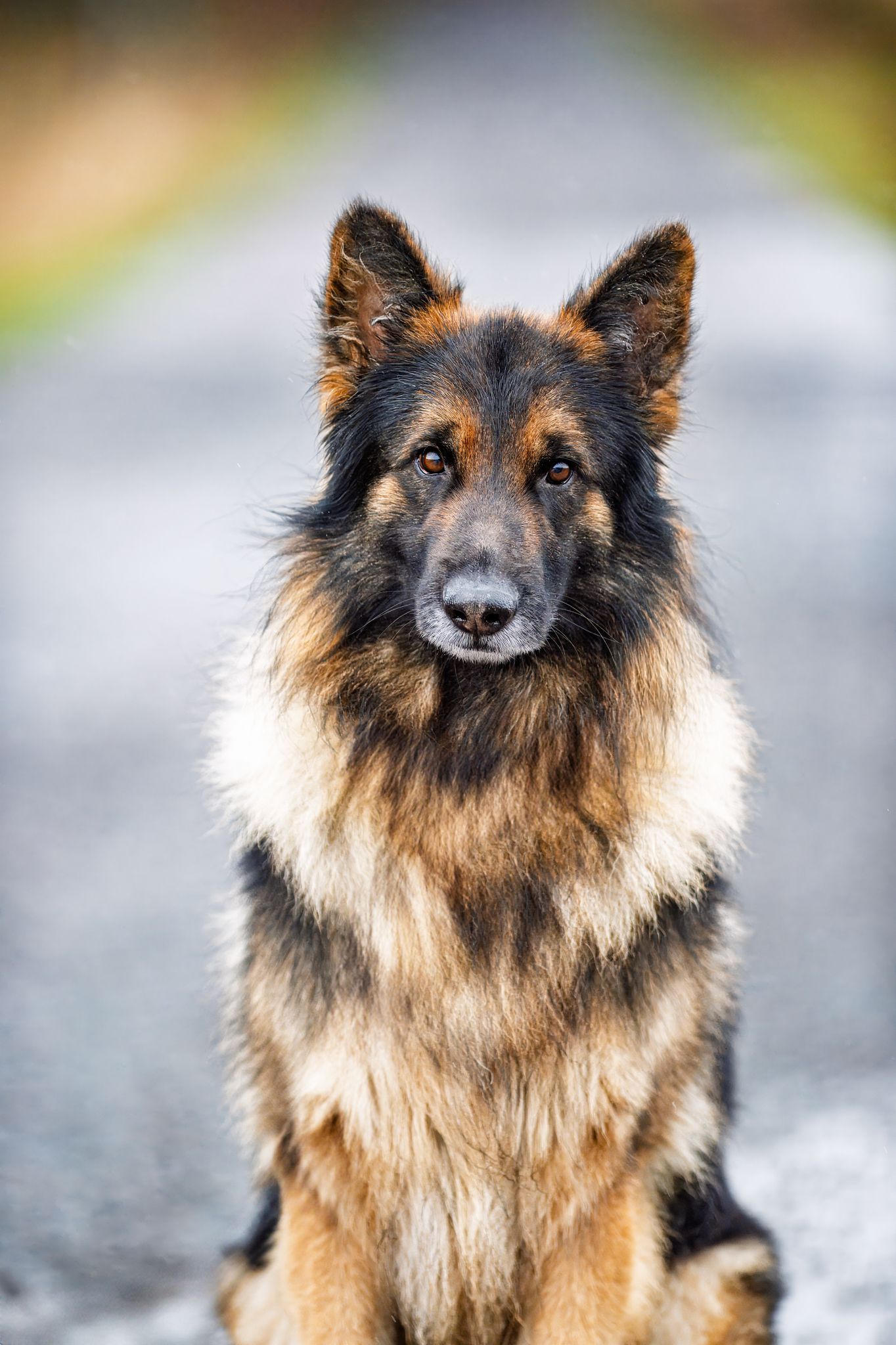 Long-haired German Shepherd sitting at attention on a gray path.