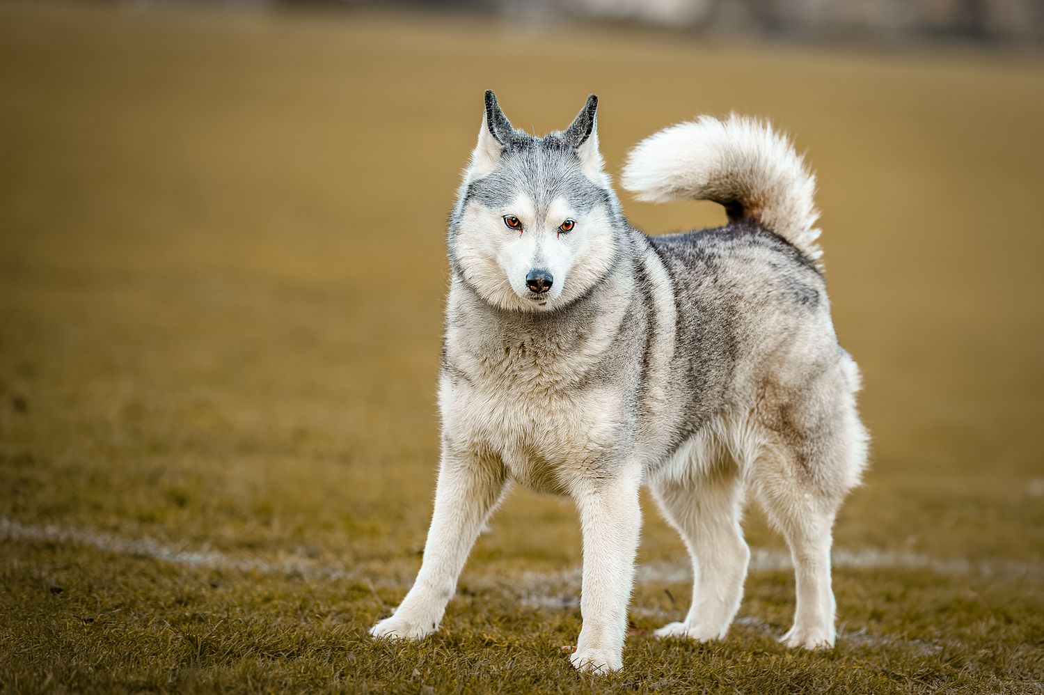 Majestic Siberian Husky with white and gray fur standing proudly in a field.