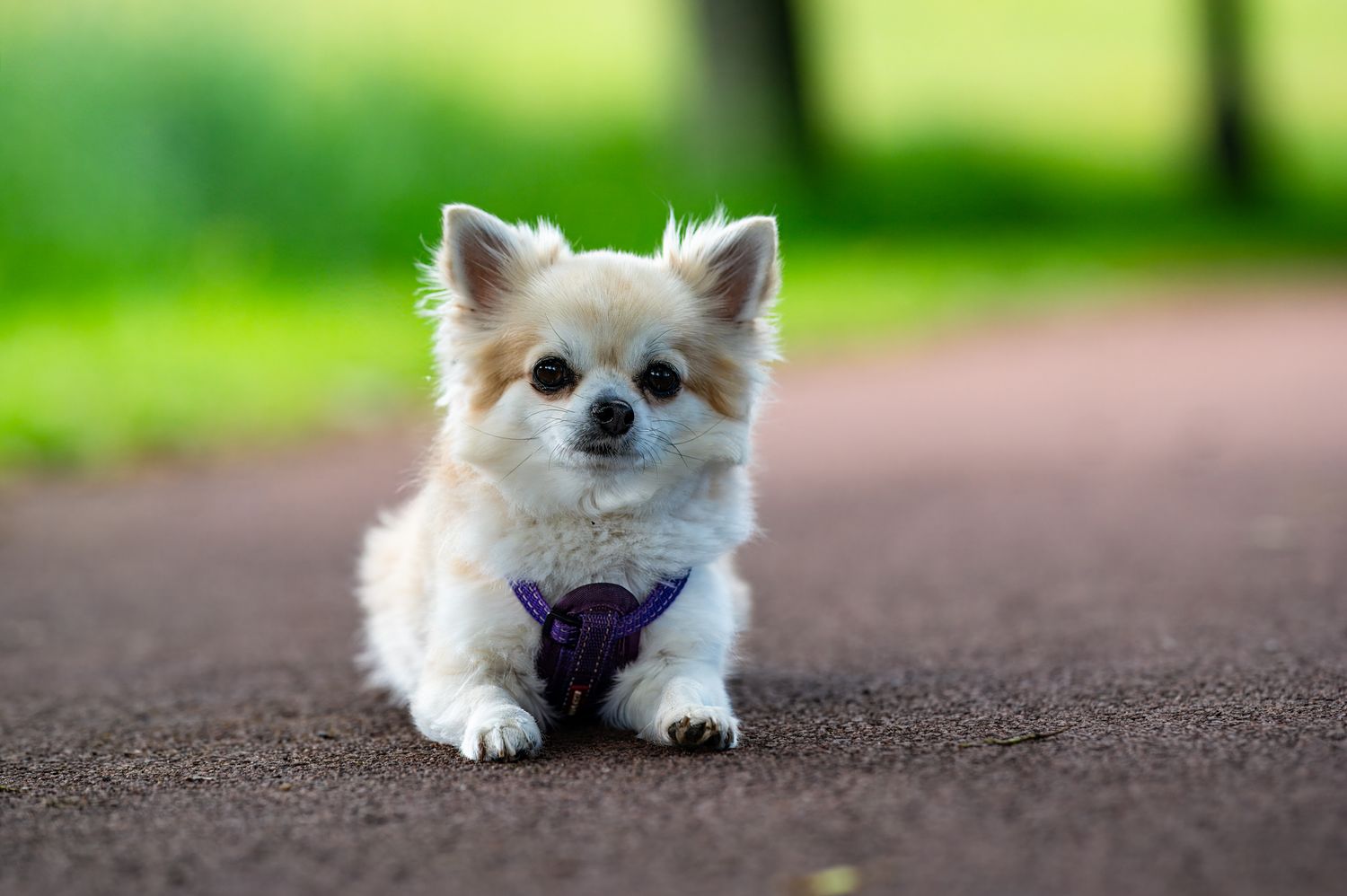 Long-haired Chihuahua wearing a purple harness lying on brown surface.