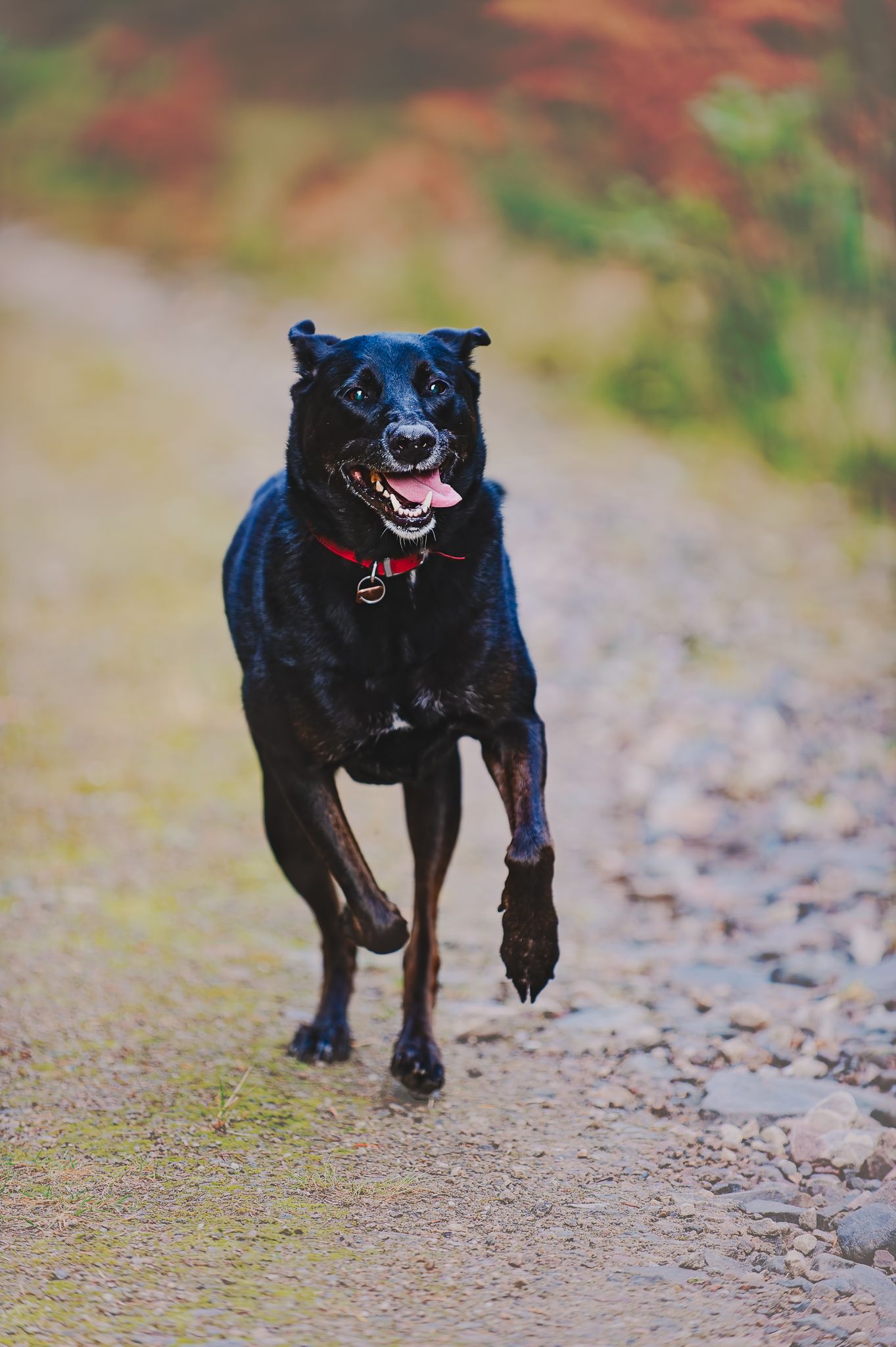 Black dog running joyfully along a gravel path in sequence.