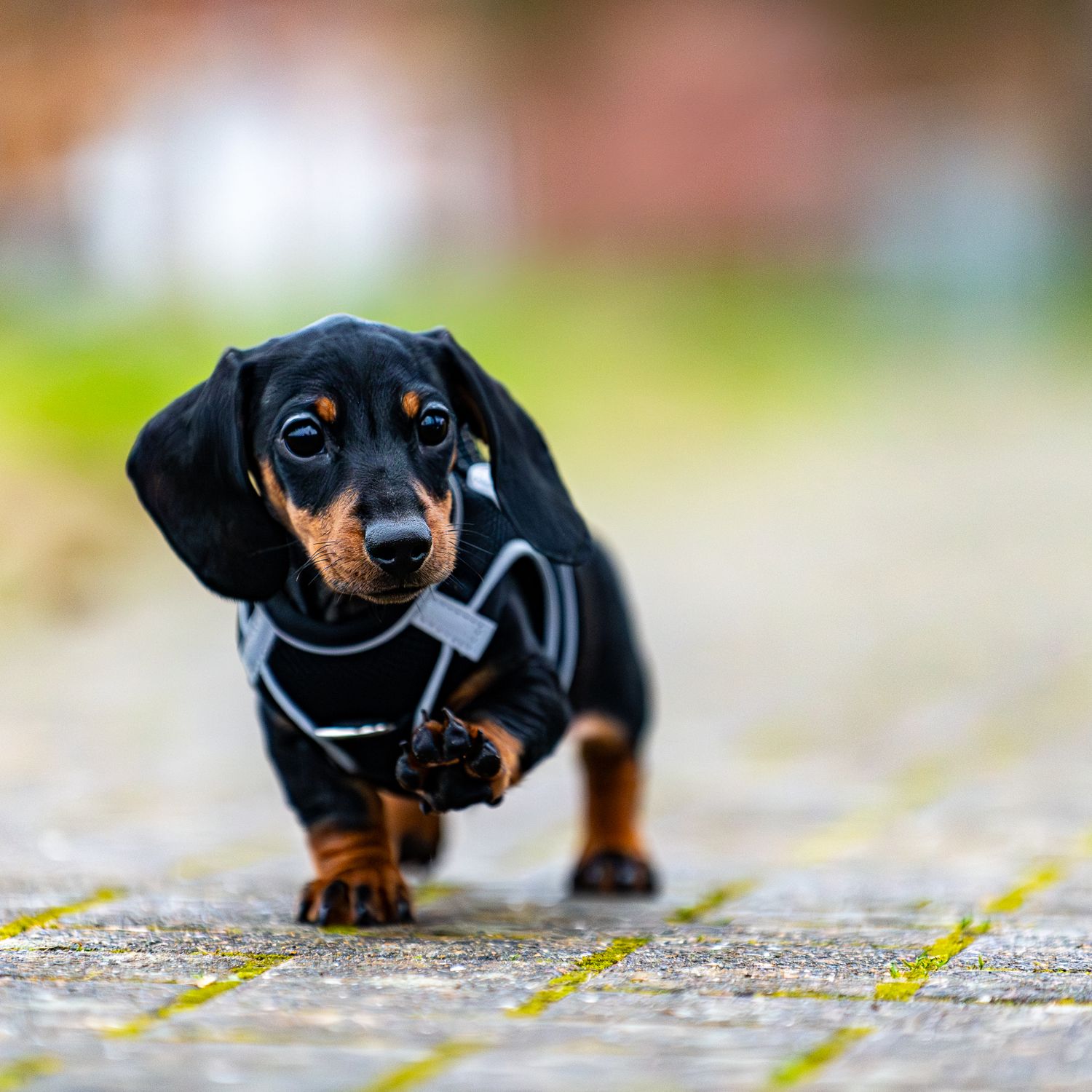 Small black and tan dachshund puppy crawling on textured ground.