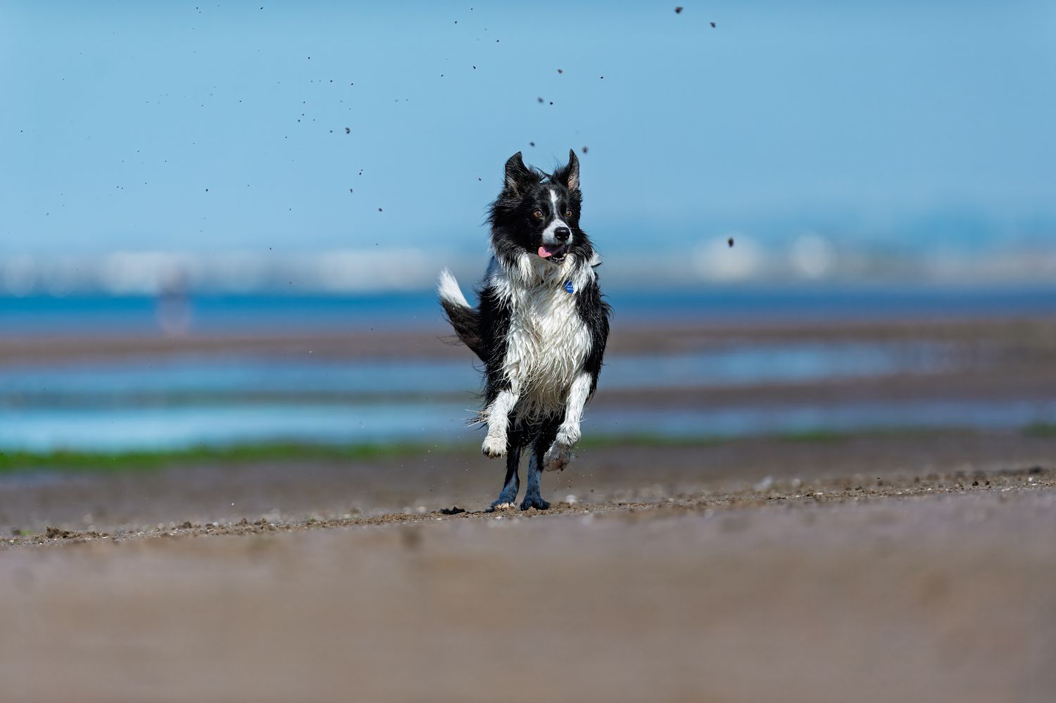 Black and white border collie running and jumping on beach.