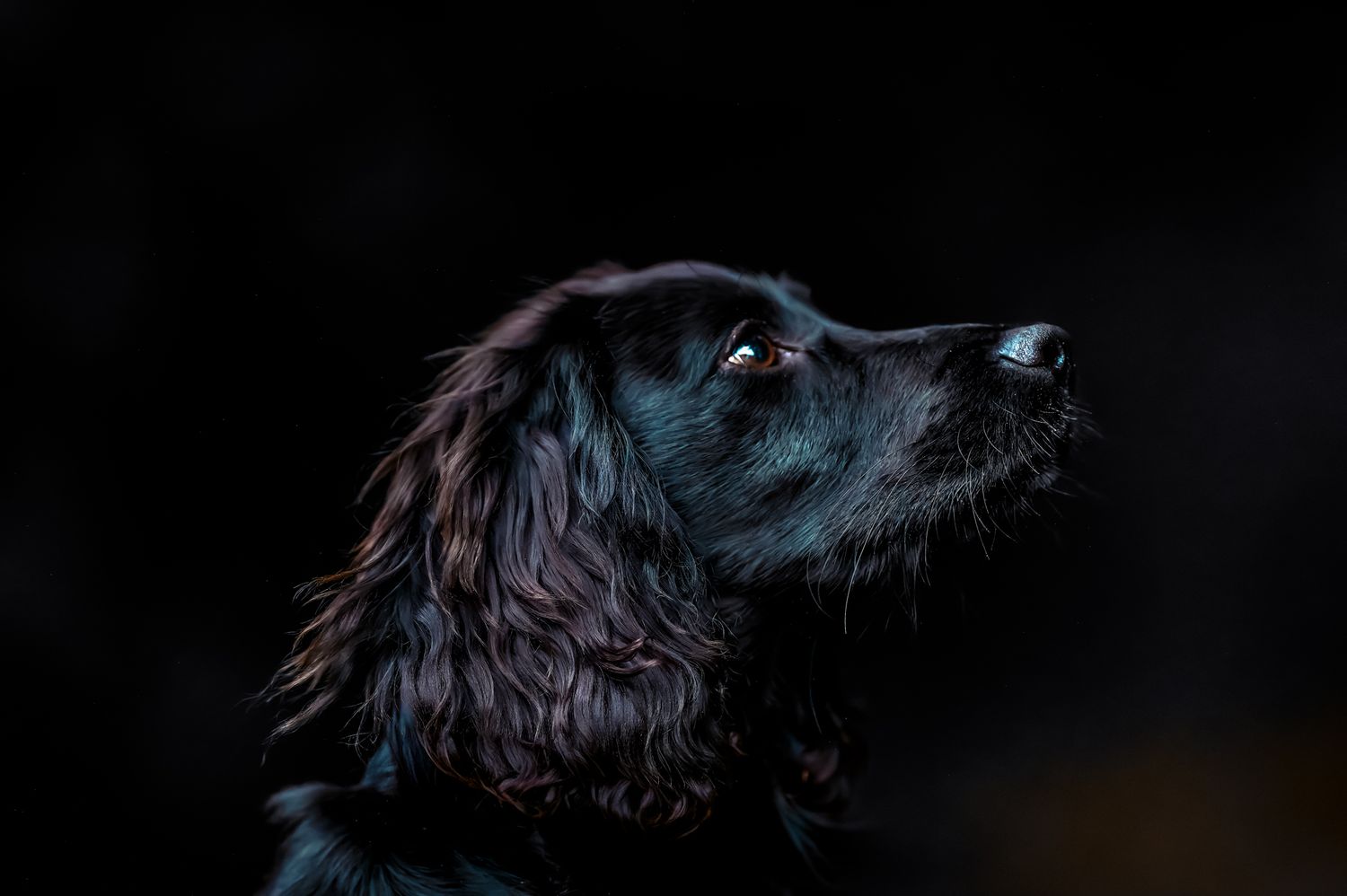 Profile view of a black Cocker Spaniel against dark background.