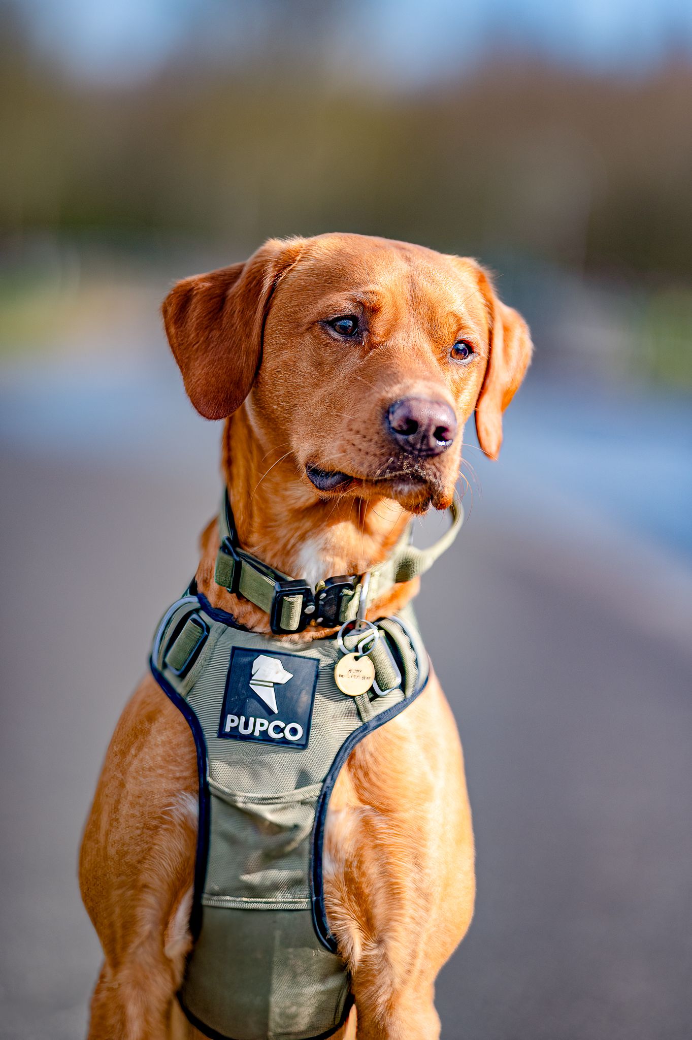 Red Fox Labrador wearing a gray harness shown in various poses.