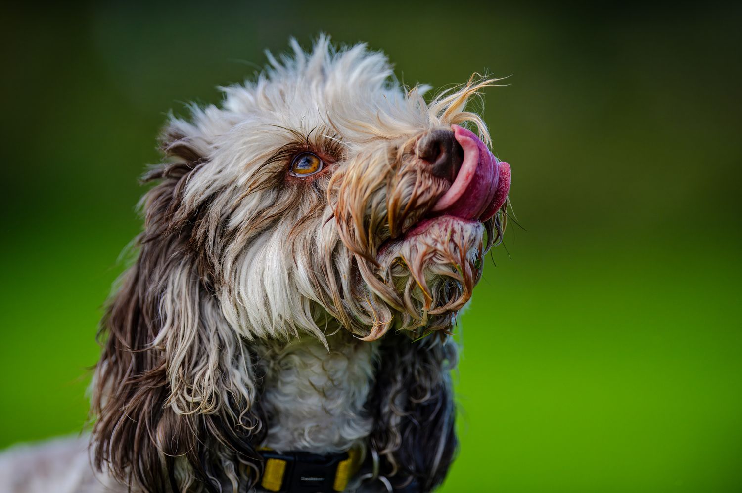 White and brown shaggy dog playing outdoors with tongue out.