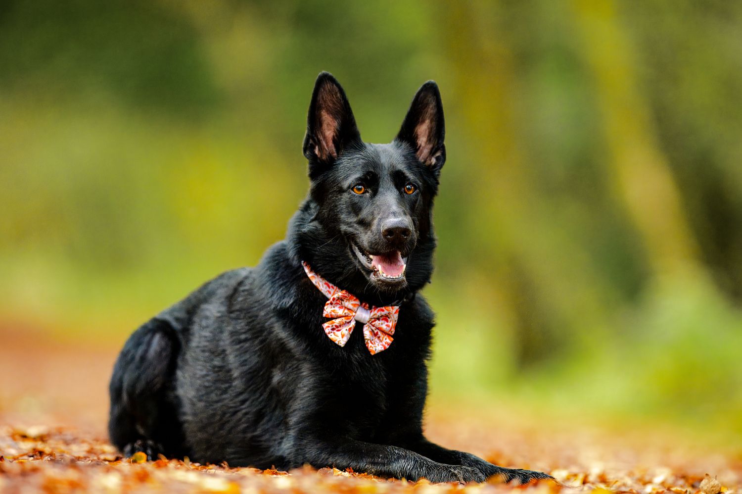 Black German Shepherd wearing orange bow tie lying in autumn leaves.