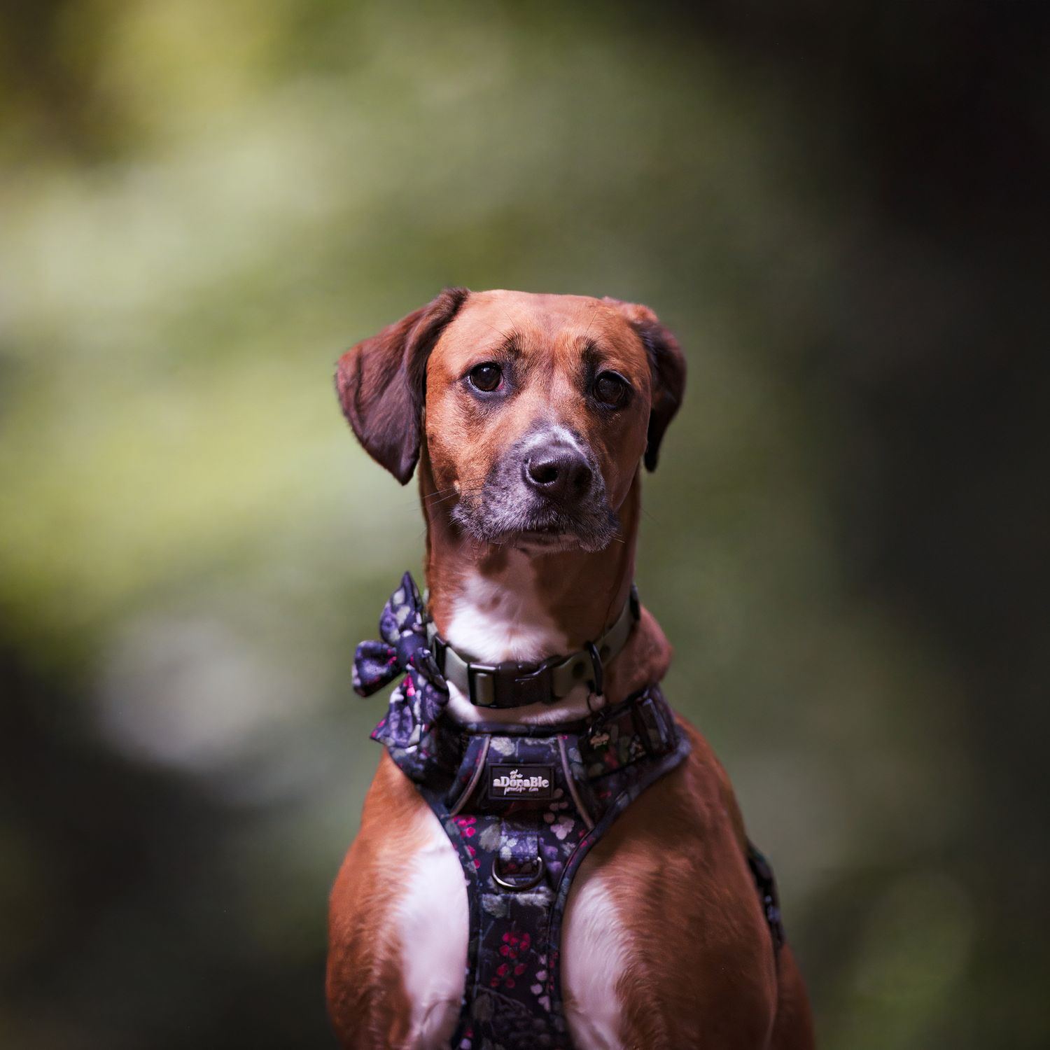 Portrait of Rhodesian Ridgeback wearing patterned harness against blurred background.