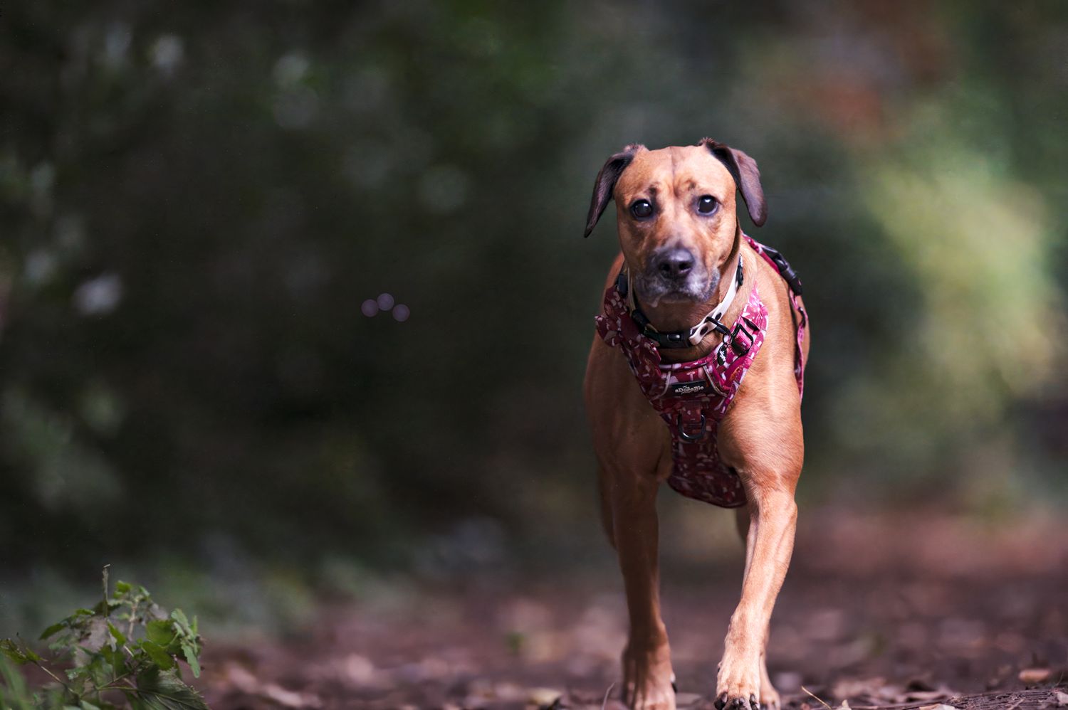 Rhodesian Ridgeback dog wearing purple bandana running on forest trail.