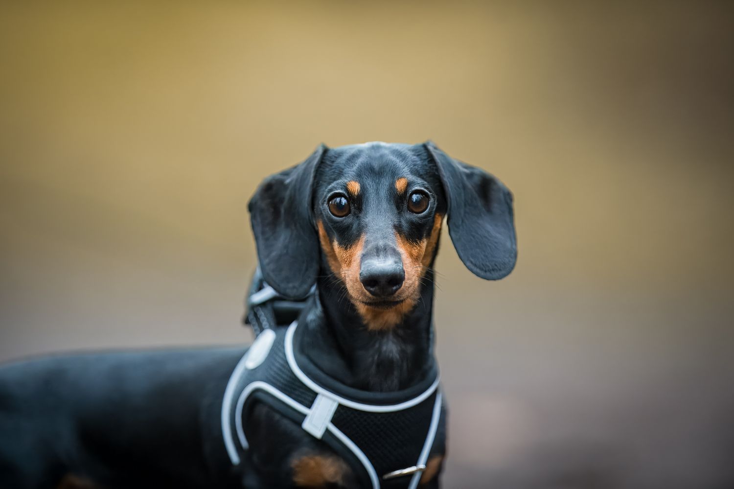 Black and tan dachshund wearing sporty outfit looking at camera.