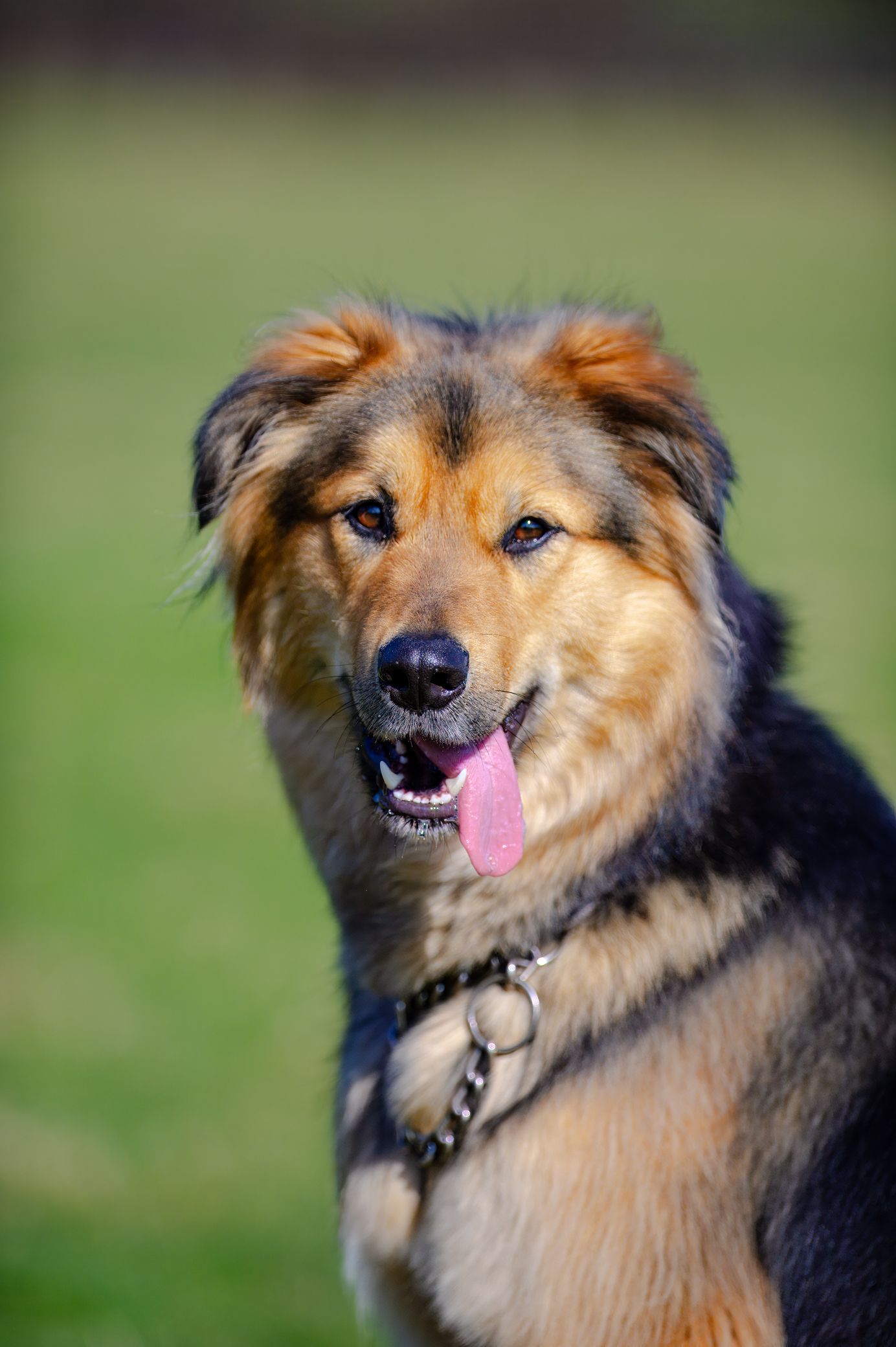 Happy mixed breed dog with tan and black fur smiling at camera outdoors.