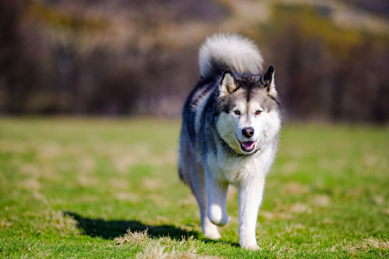 Husky dog running joyfully across a green field.