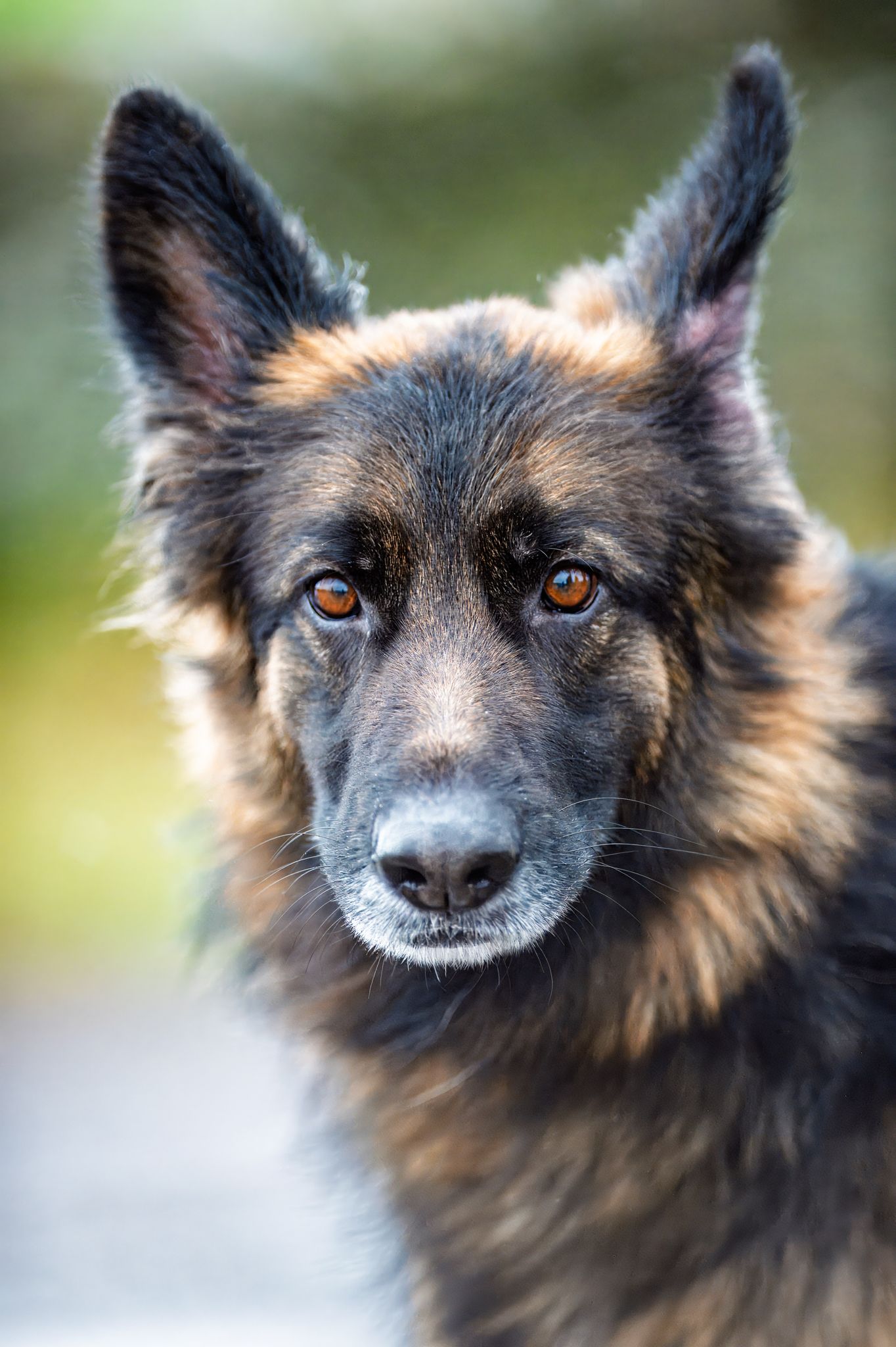 Close-up portrait of a dark German Shepherd with intense amber eyes.