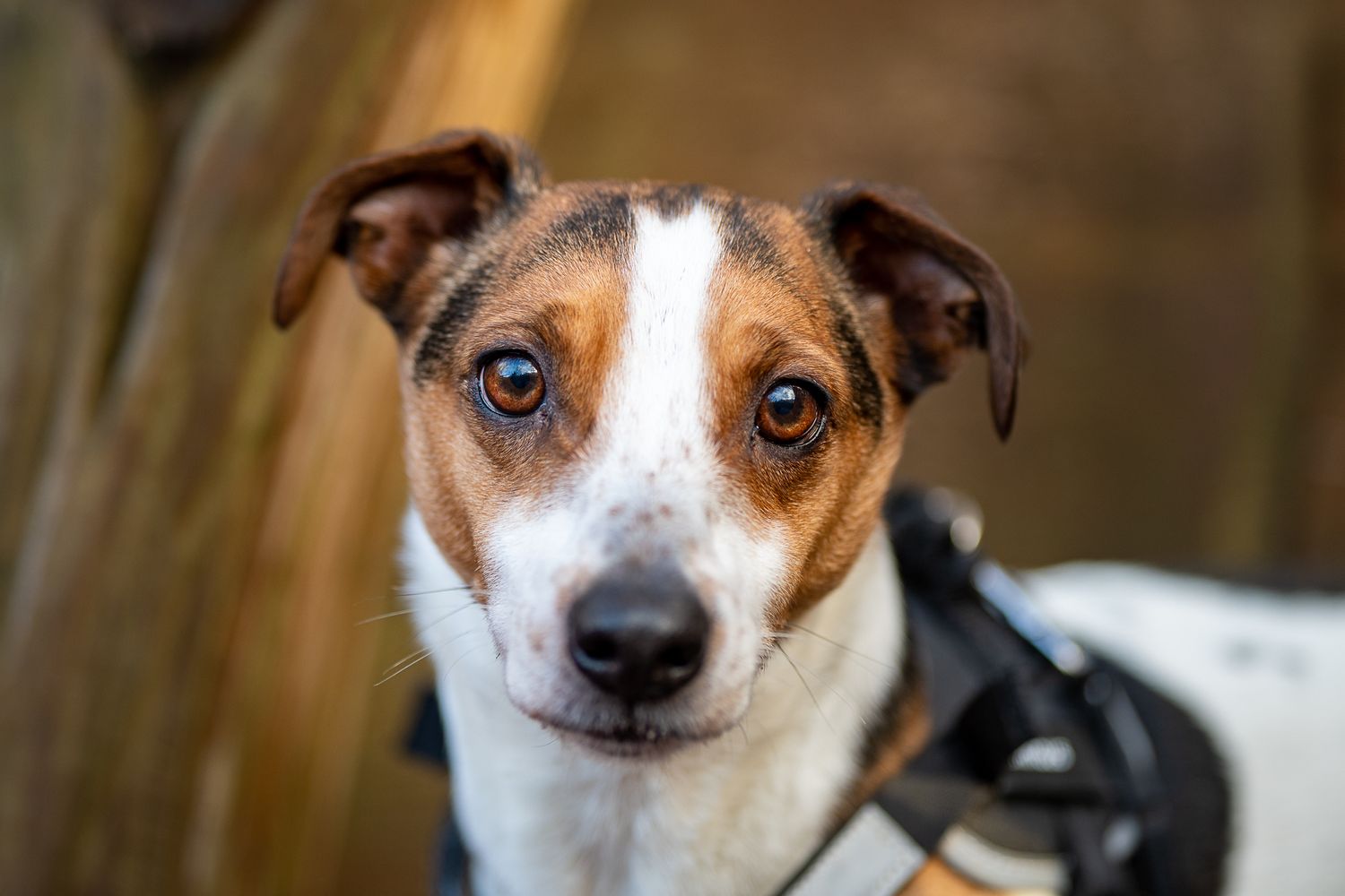 Jack Russell Terrier poses in close-up portrait shots.