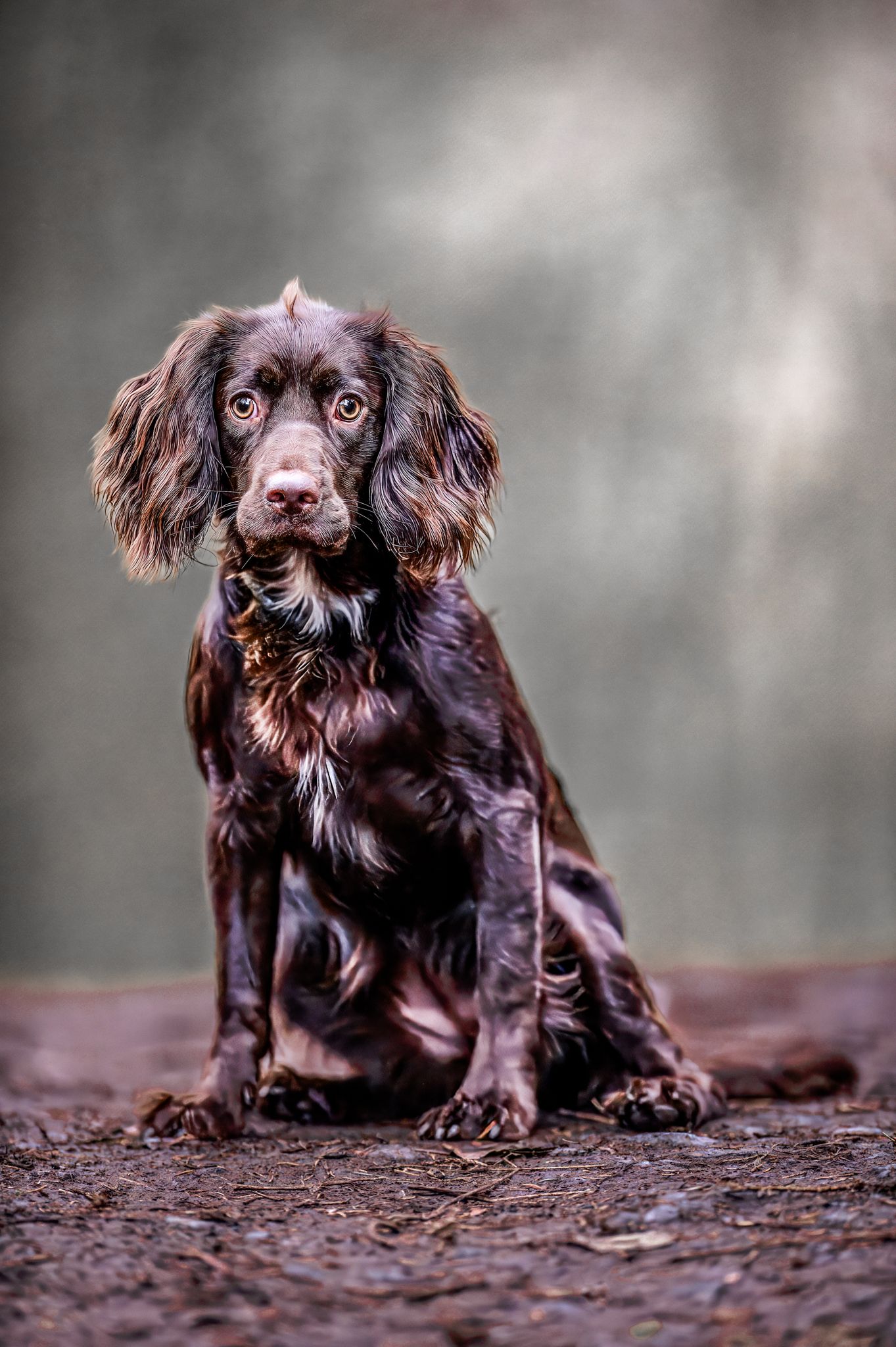 Brown cocker spaniel puppy sitting in muddy puddle.