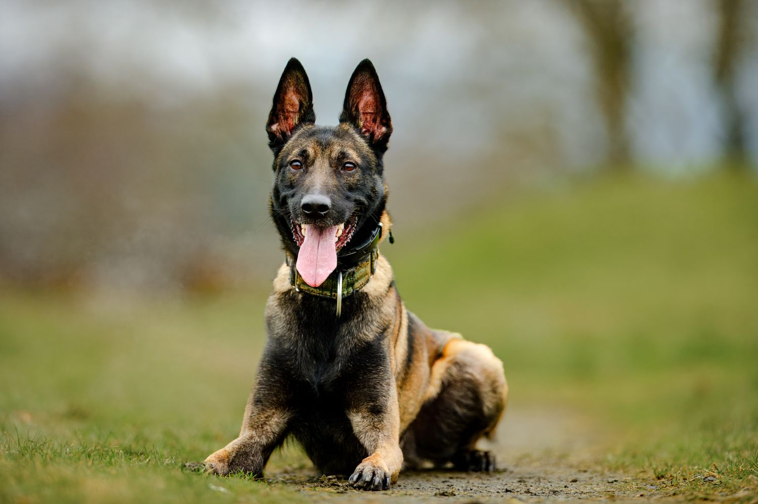 Alert German Shepherd dog lying down in the grass with erect ears and tongue out.